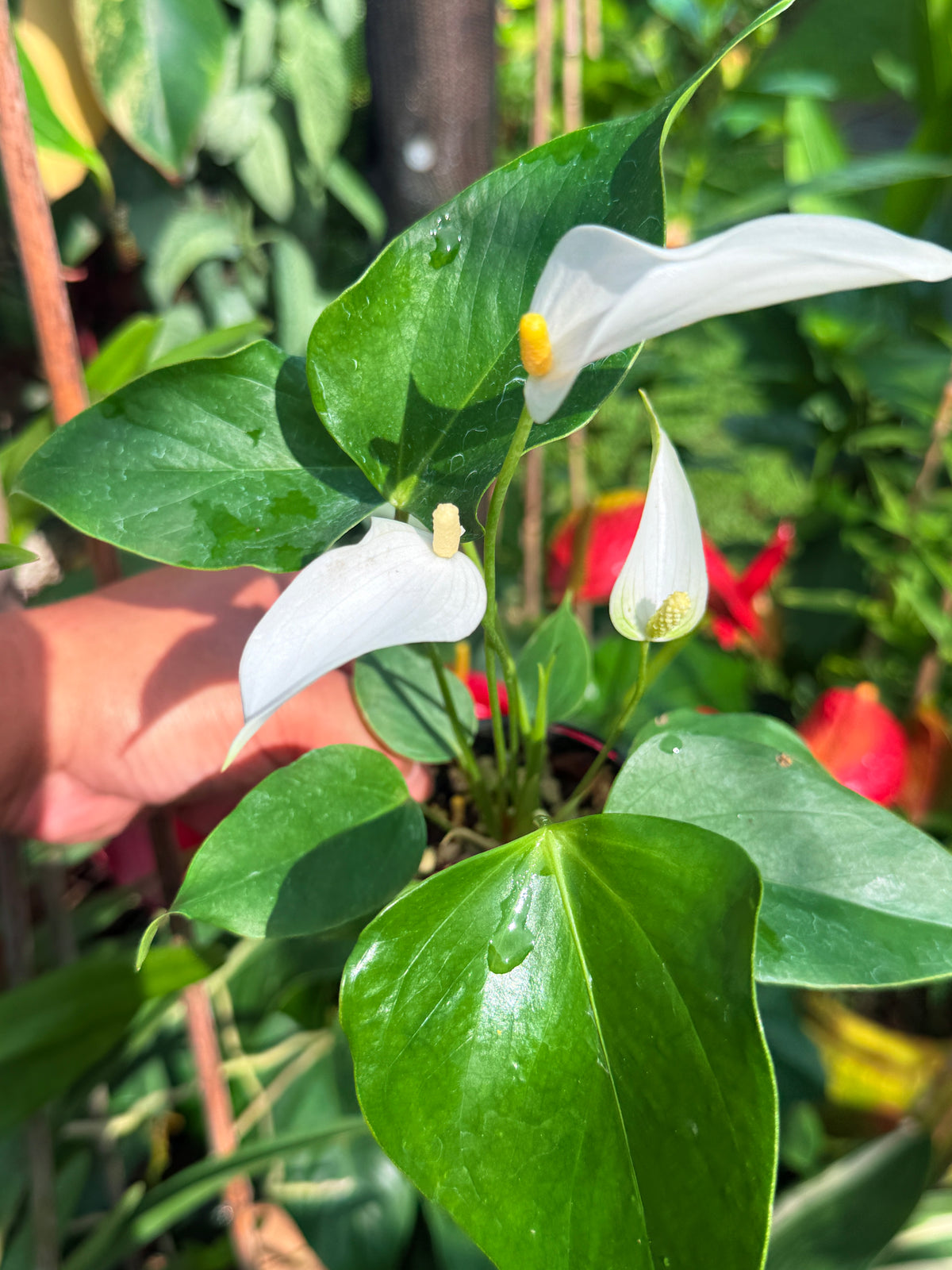 Anthurium 'Banderola White' V81