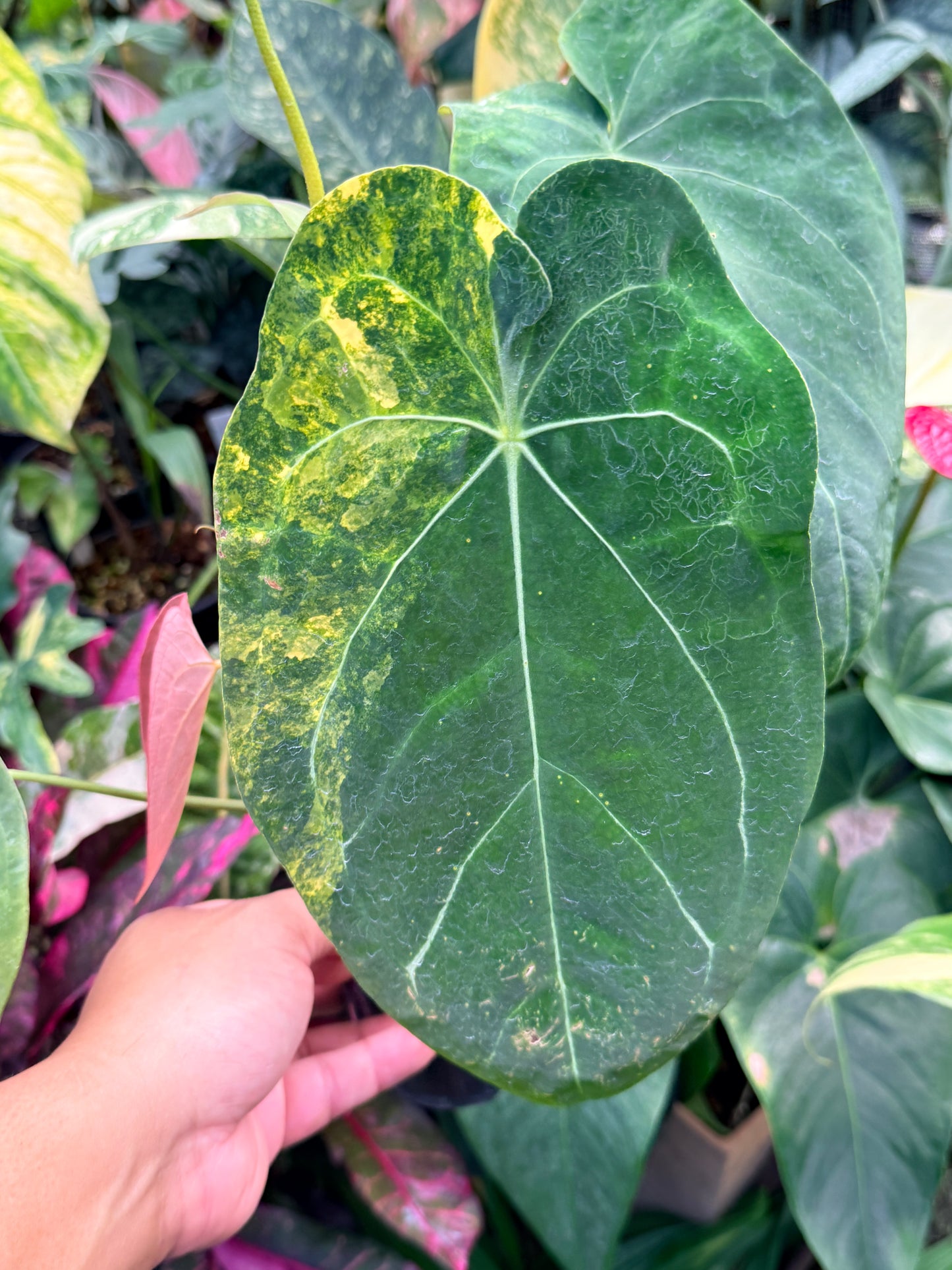 Anthurium Forgetii Hybrid M33