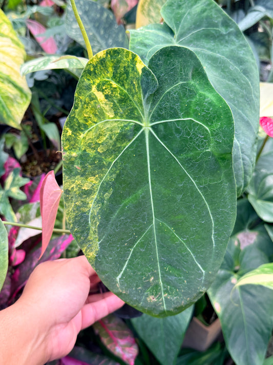 Anthurium Forgetii Hybrid M33