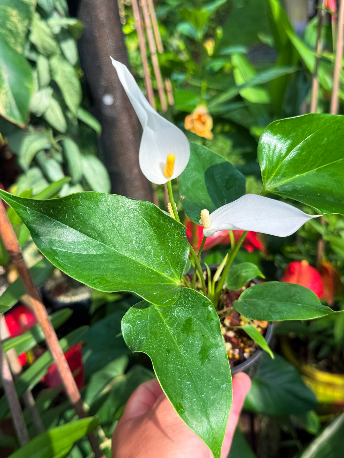 Anthurium 'Banderola White' V81