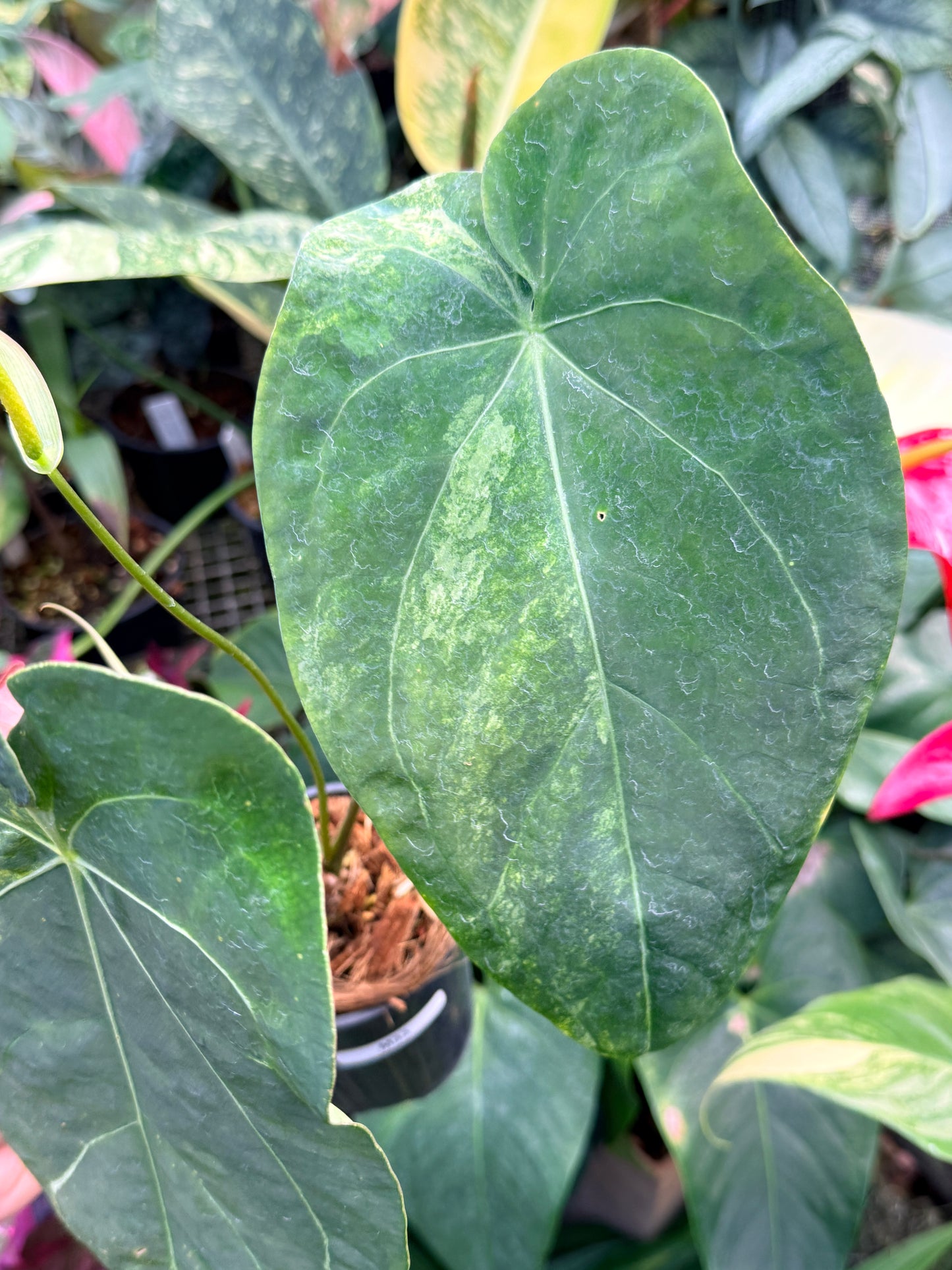 Anthurium Forgetii Hybrid M33