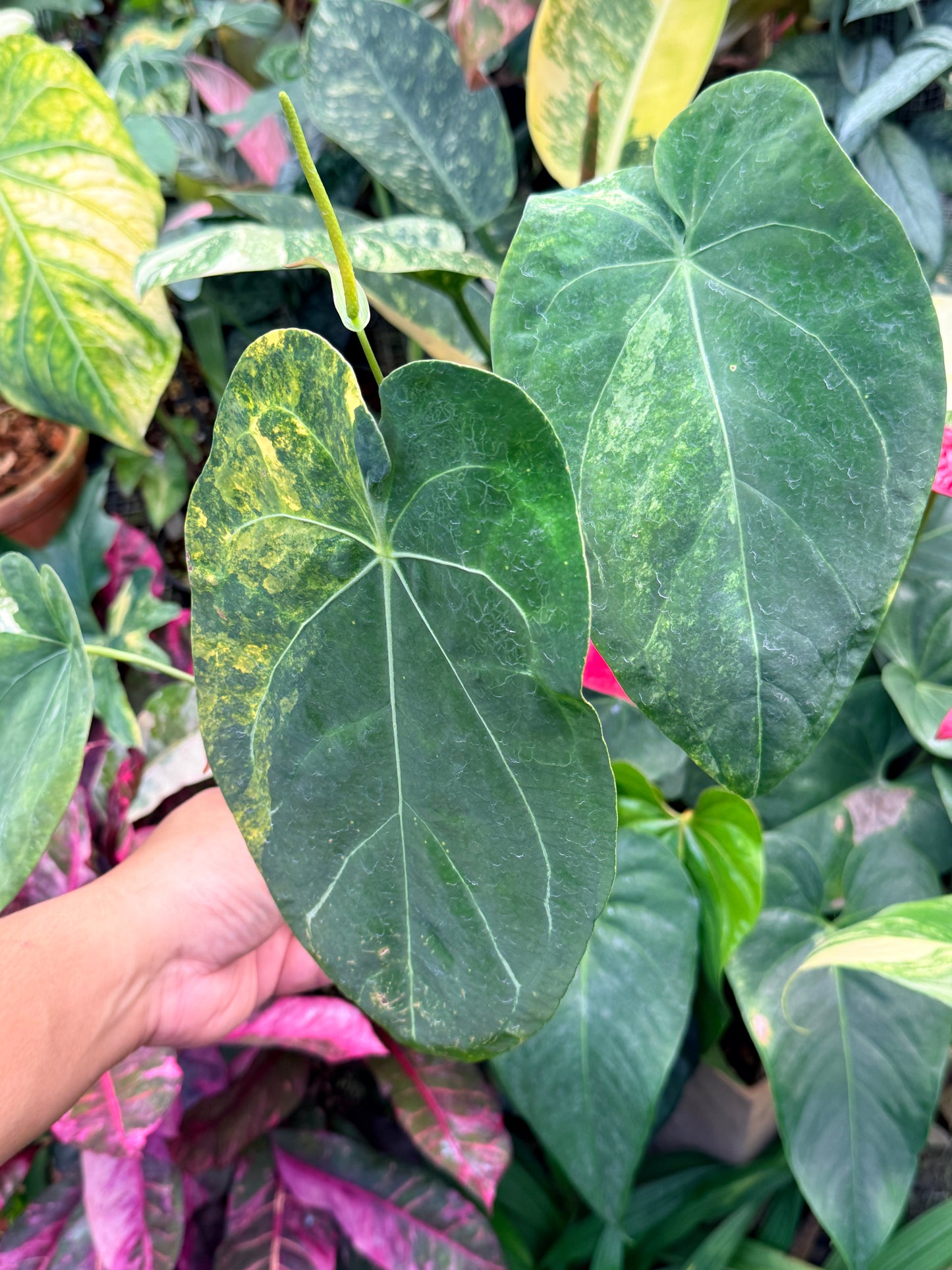 Anthurium Forgetii Hybrid M33
