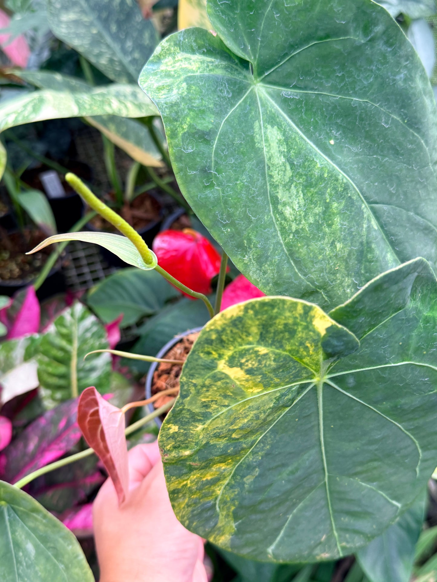 Anthurium Forgetii Hybrid M33