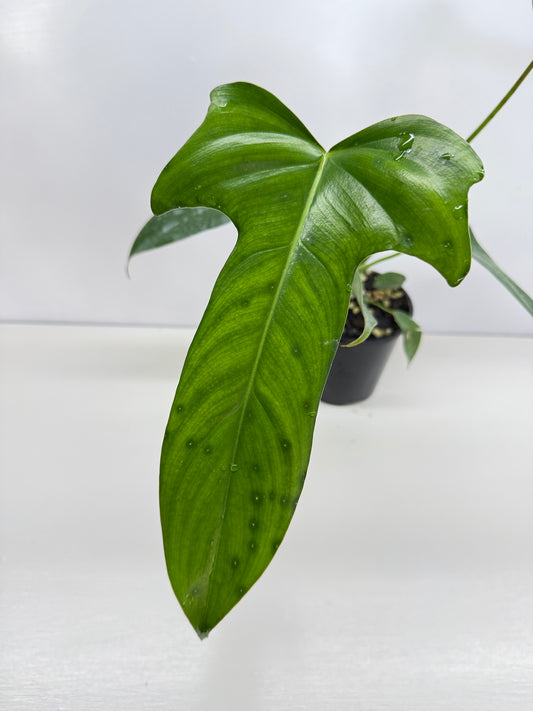 Philodendron longilobatum 'Lelano Miyano' C51