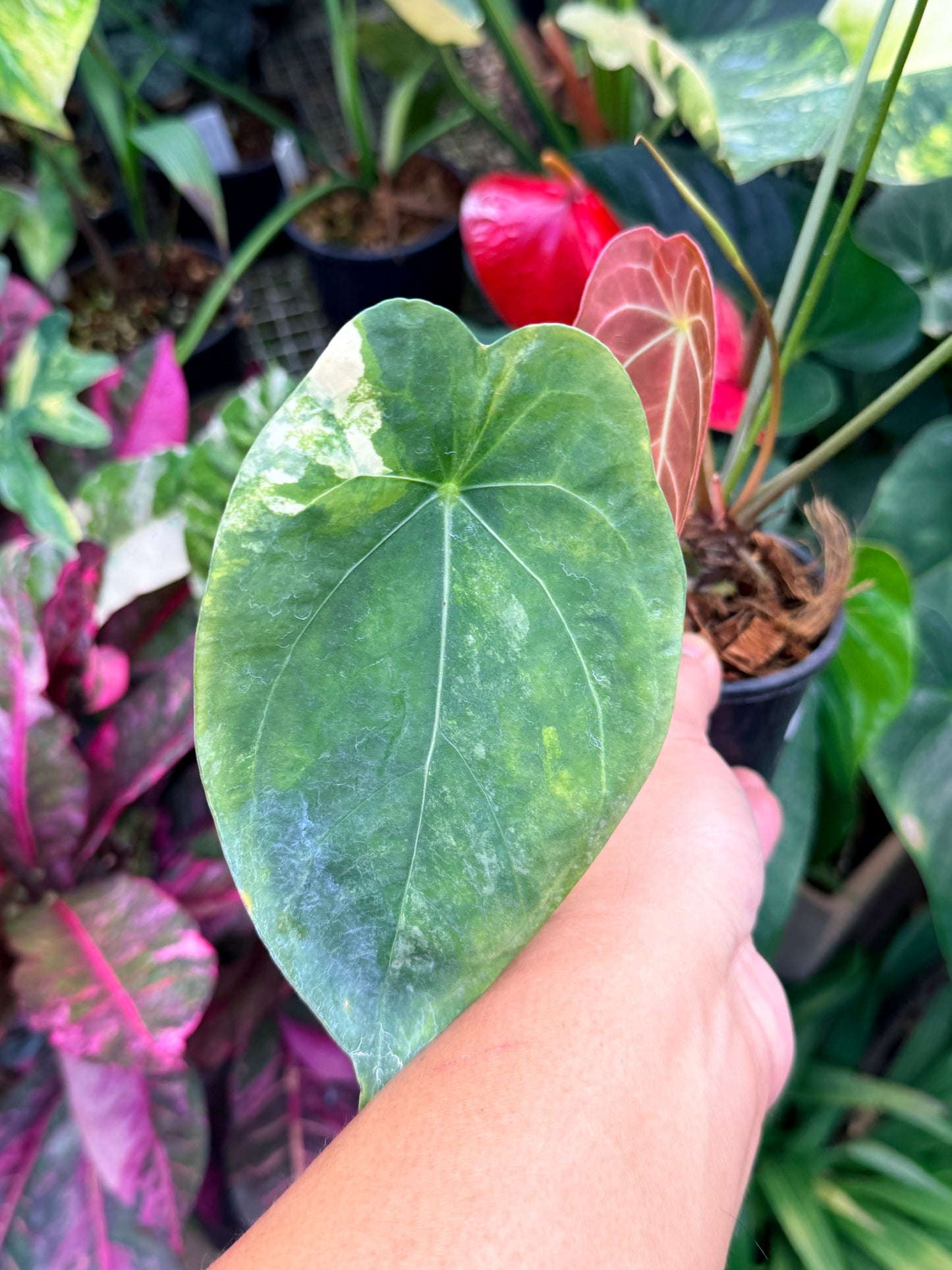Anthurium Forgetii Hybrid M33