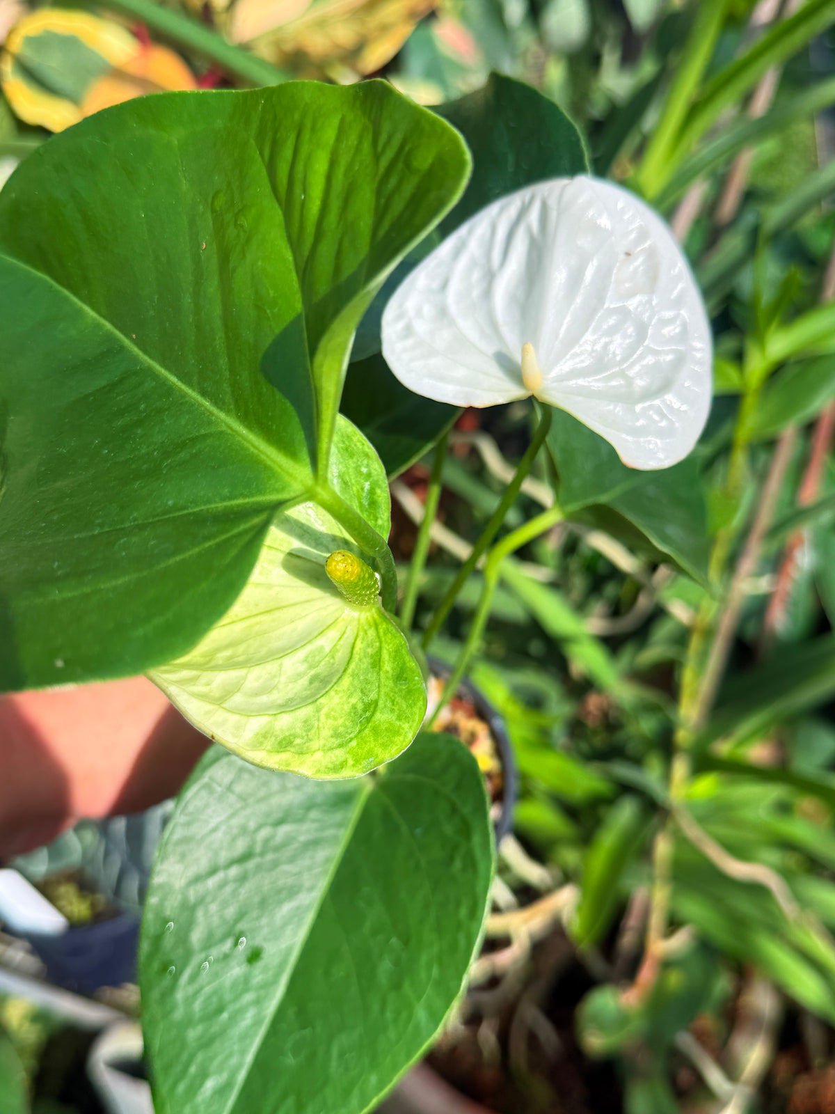 Anthurium 'Chill' V82