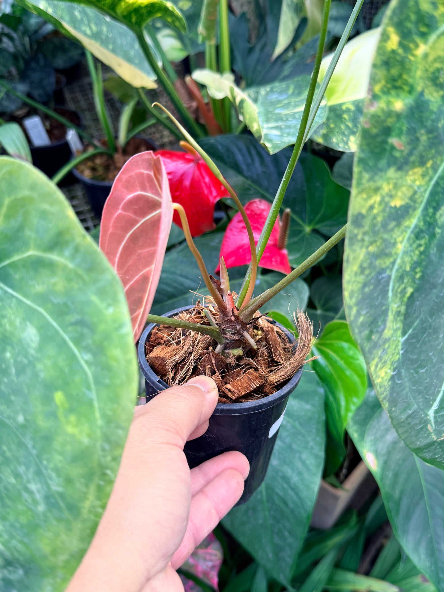Anthurium Forgetii Hybrid M33