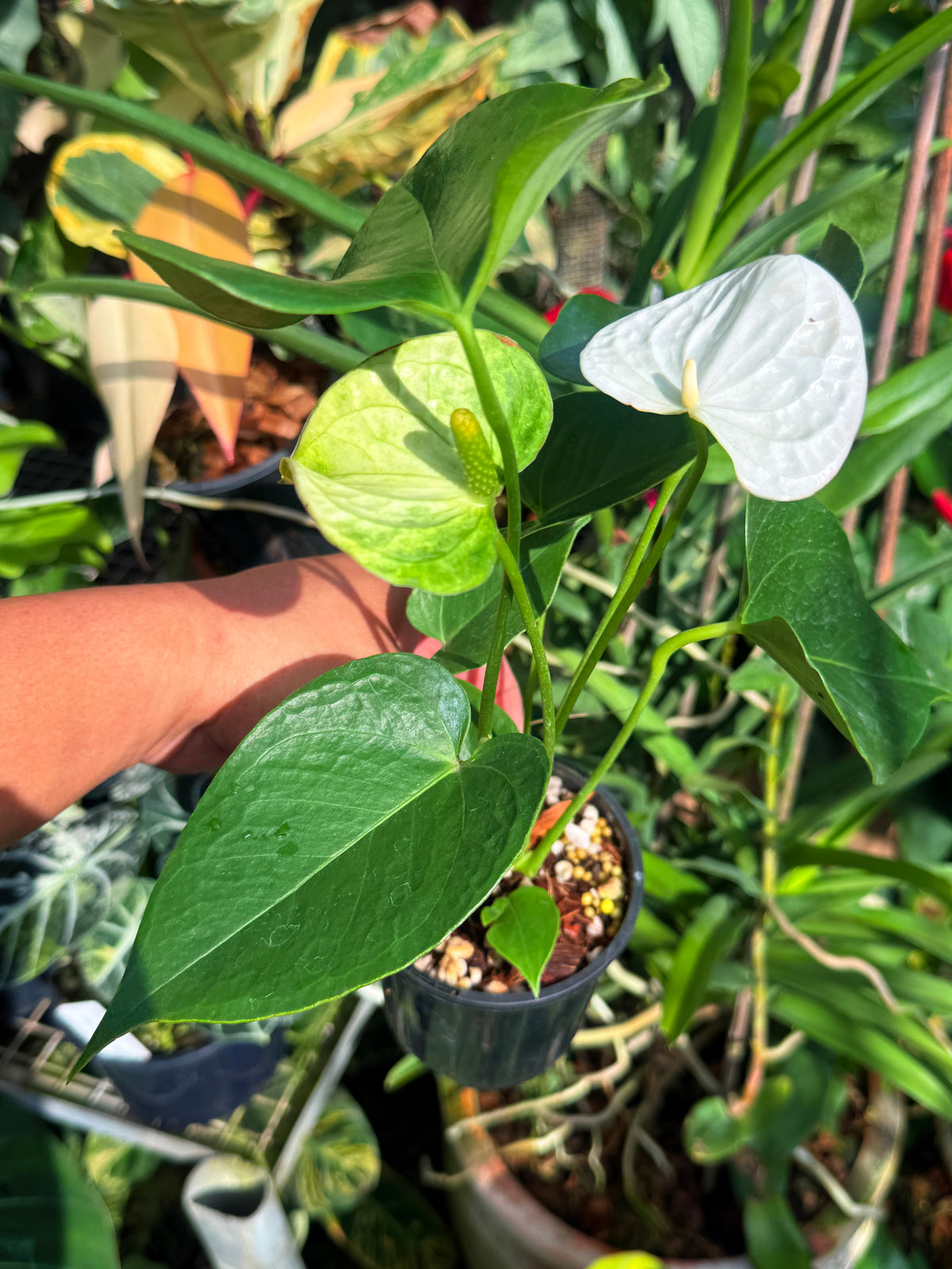 Anthurium 'Chill' V82