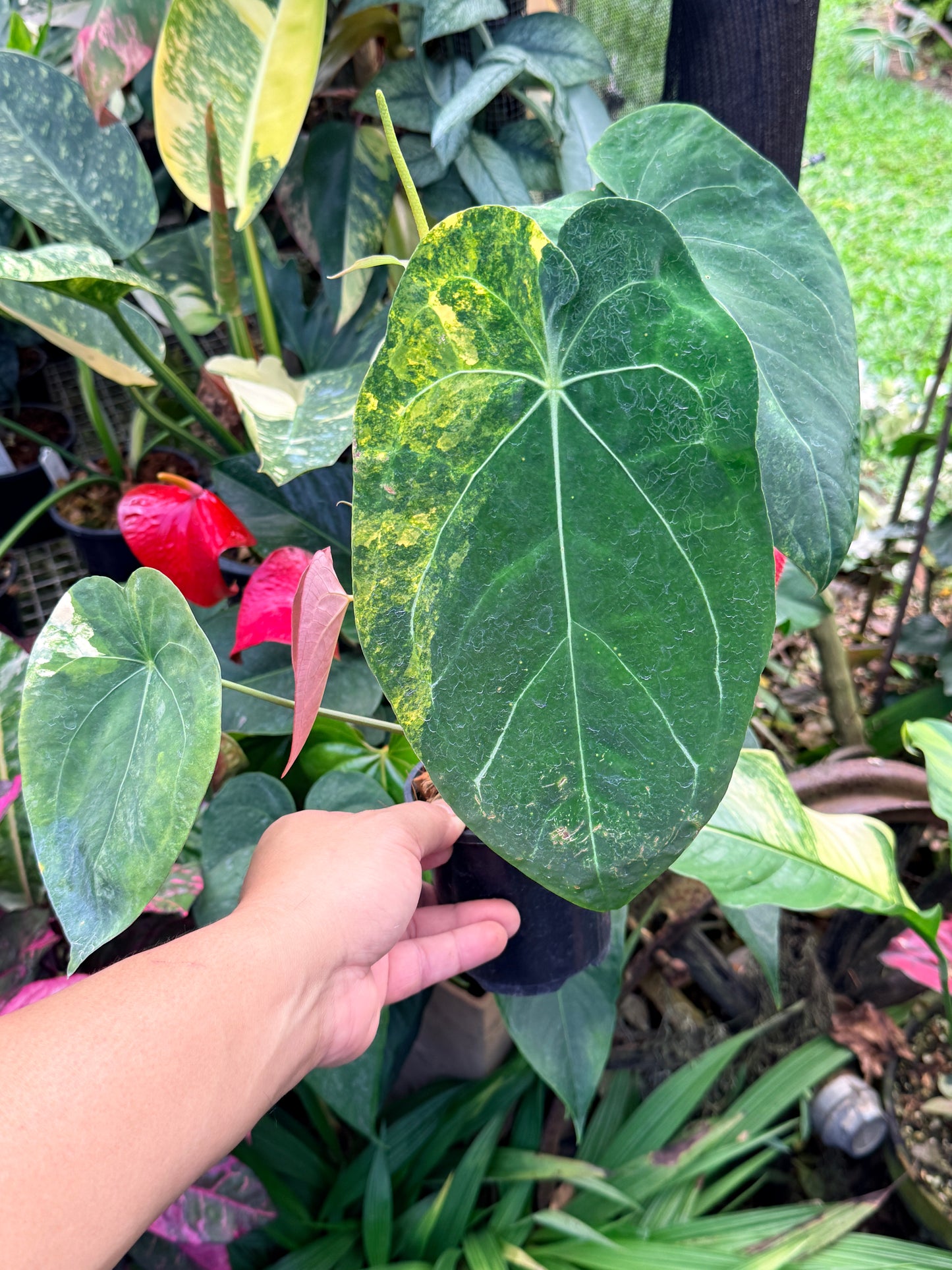 Anthurium Forgetii Hybrid M33