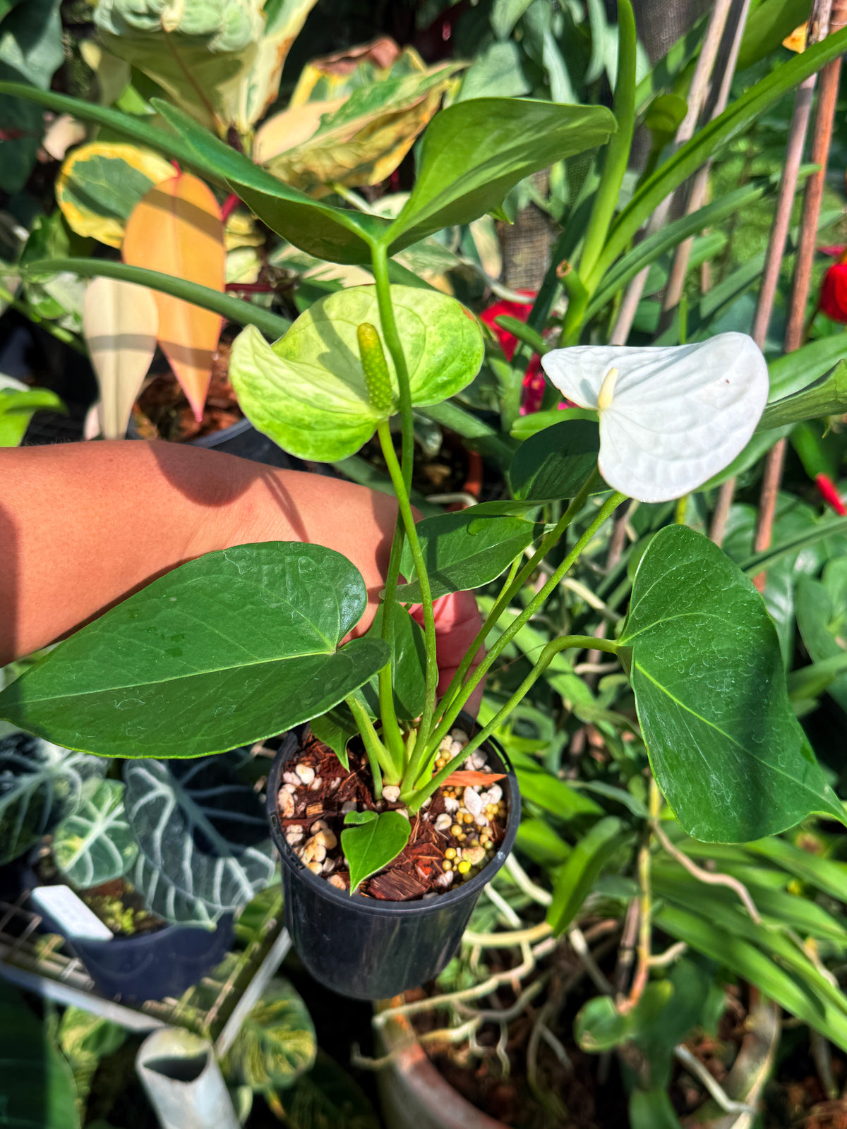 Anthurium 'Chill' V82