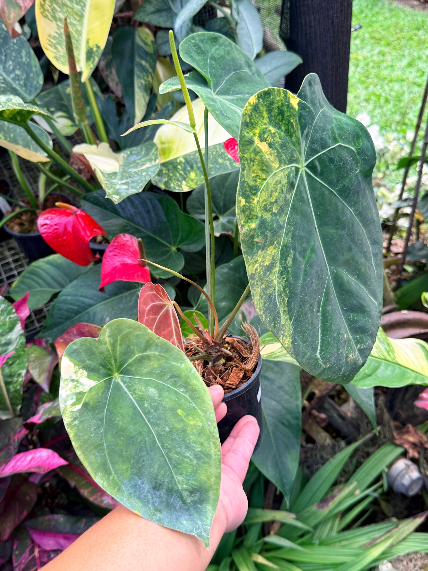 Anthurium Forgetii Hybrid M33