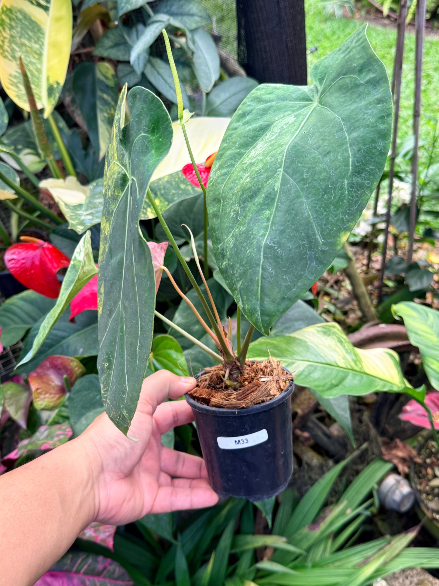 Anthurium Forgetii Hybrid M33