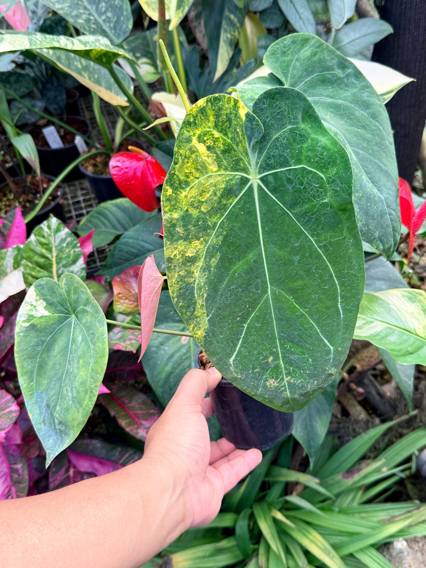 Anthurium Forgetii Hybrid M33