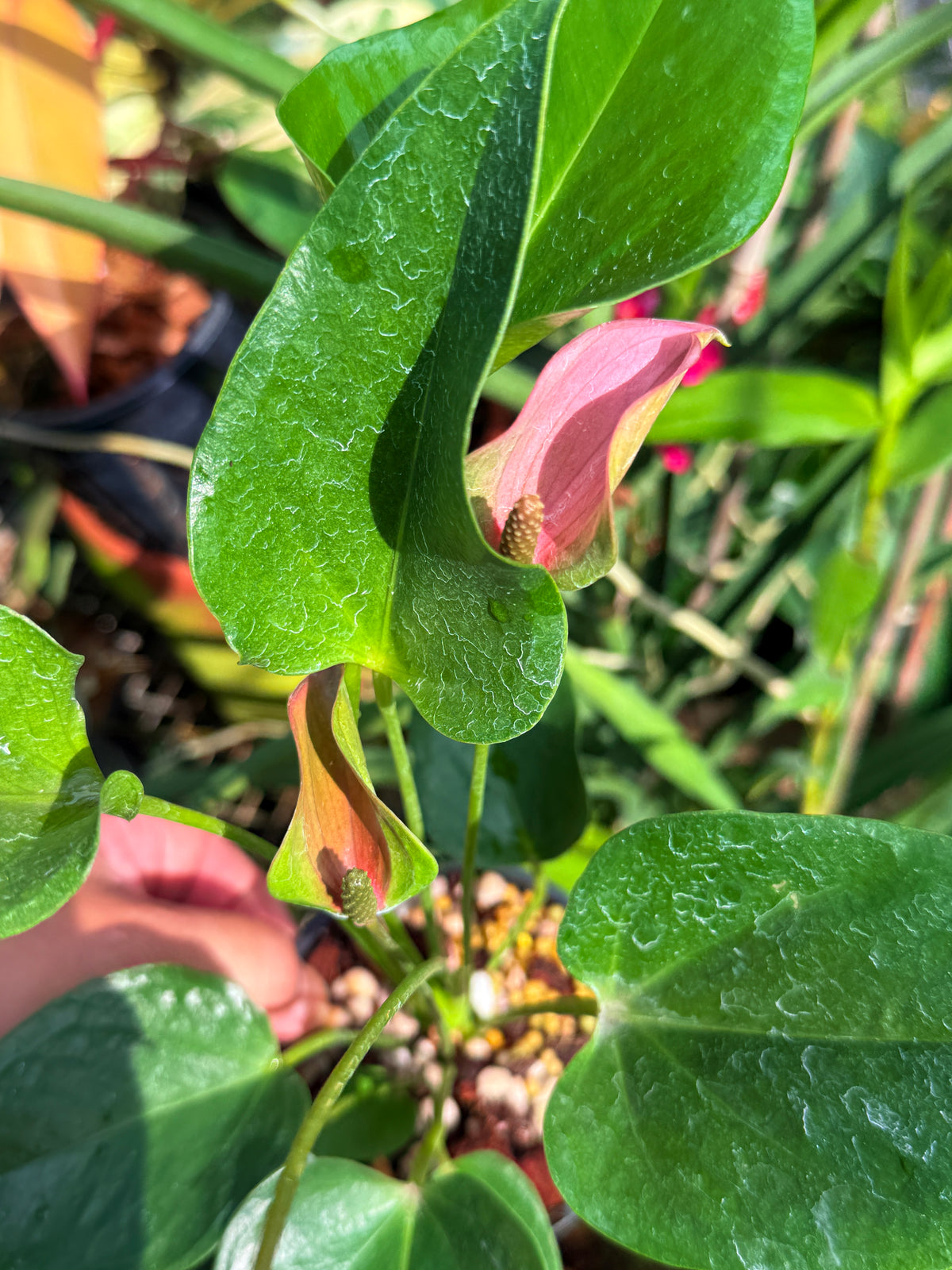 Anthurium 'Jolie' Q50