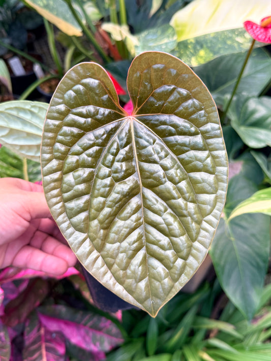 Anthurium Luxurian M44