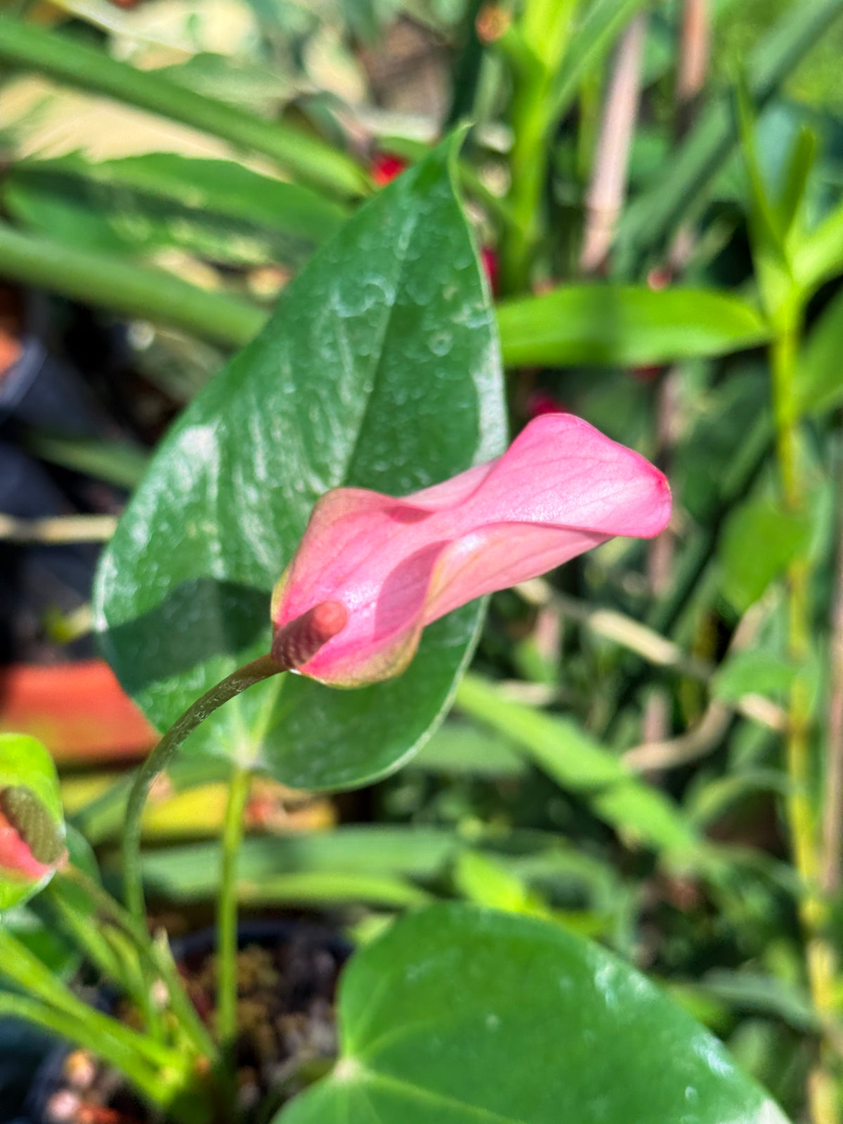 Anthurium 'Jolie' Q50