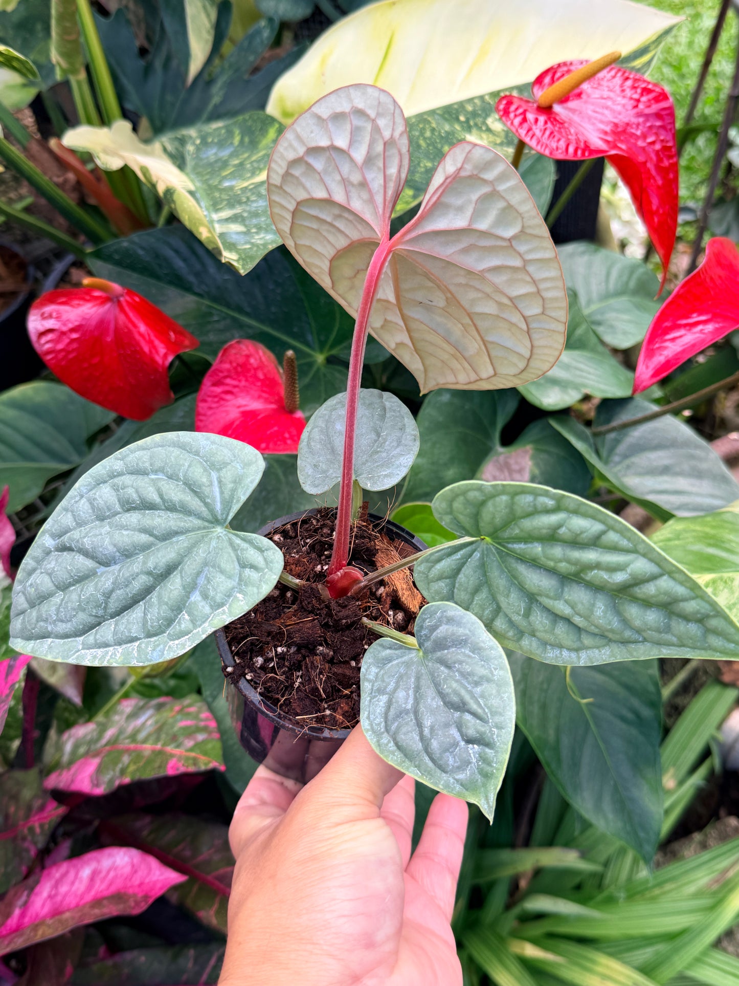 Anthurium Luxurian M44
