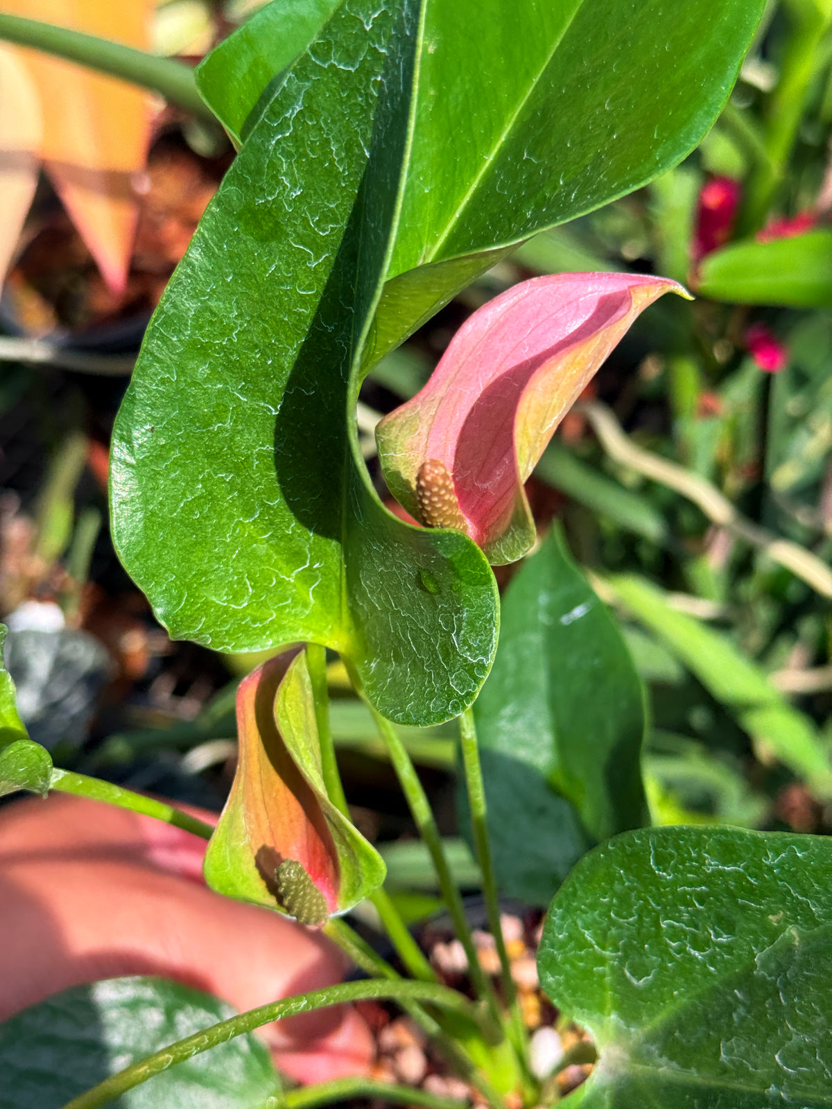 Anthurium 'Jolie' Q50