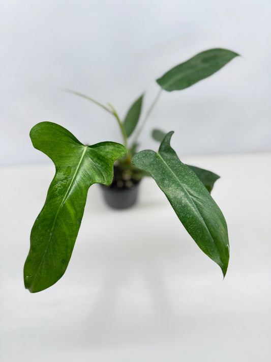 Philodendron longilobatum 'Lelano Miyano' C50