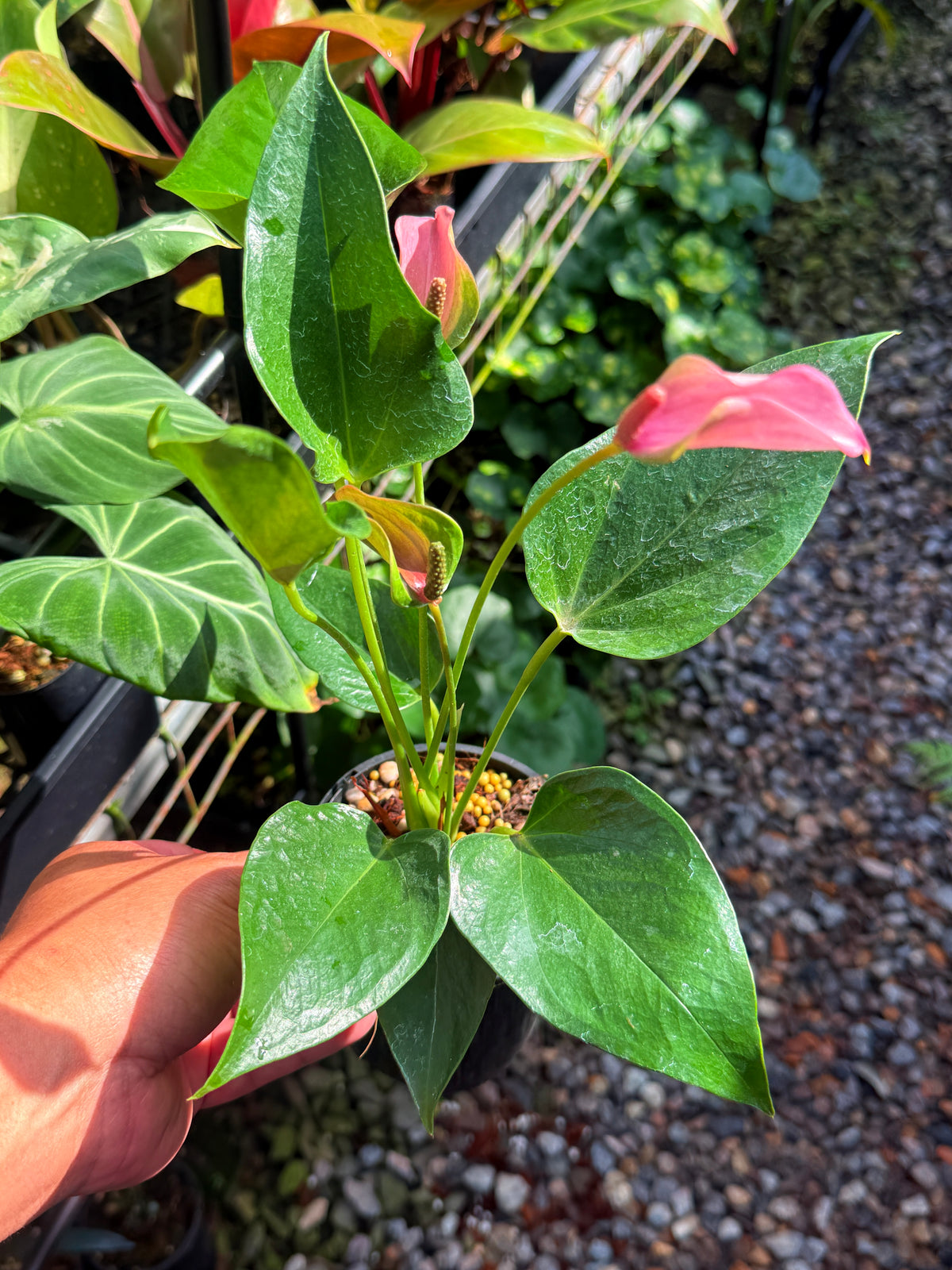 Anthurium 'Jolie' Q50