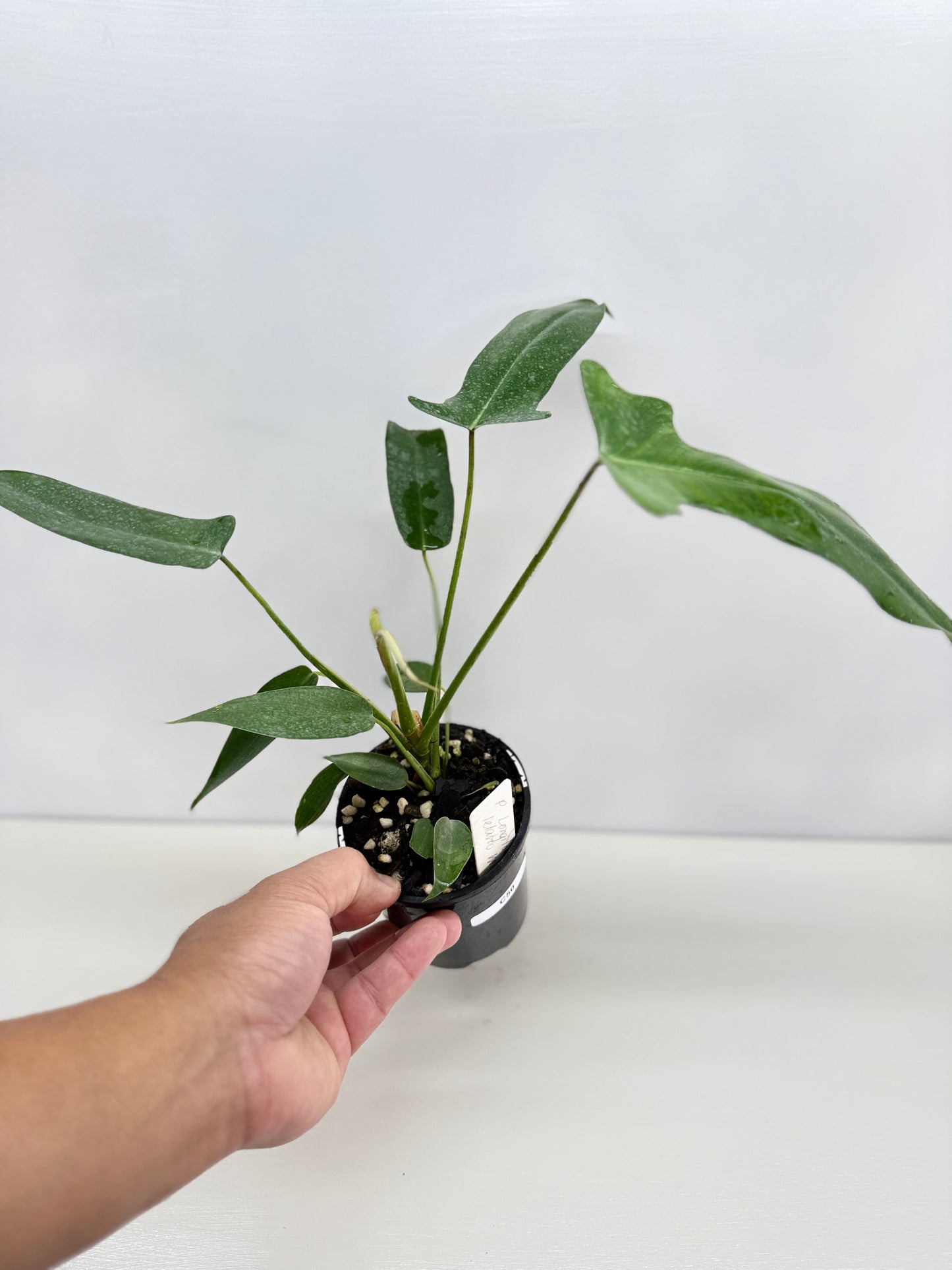 Philodendron longilobatum 'Lelano Miyano' C50