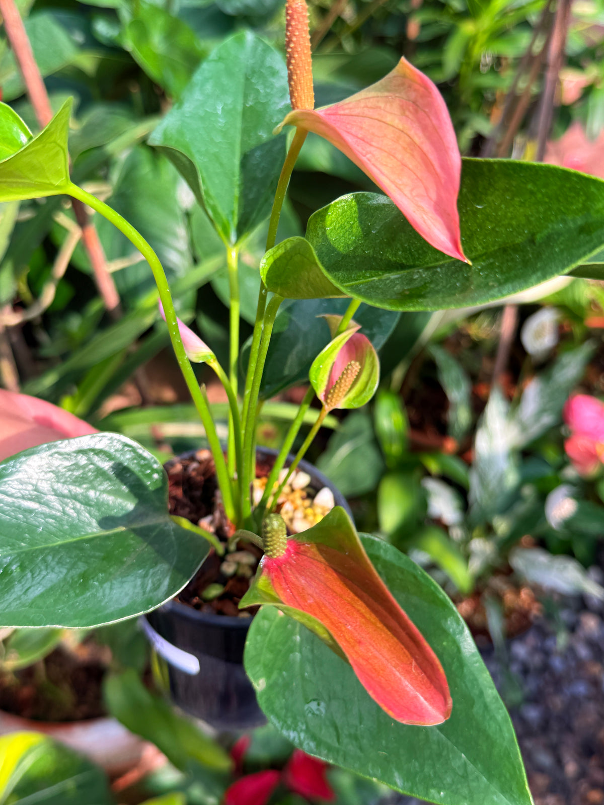 Anthurium 'Jolie' W1
