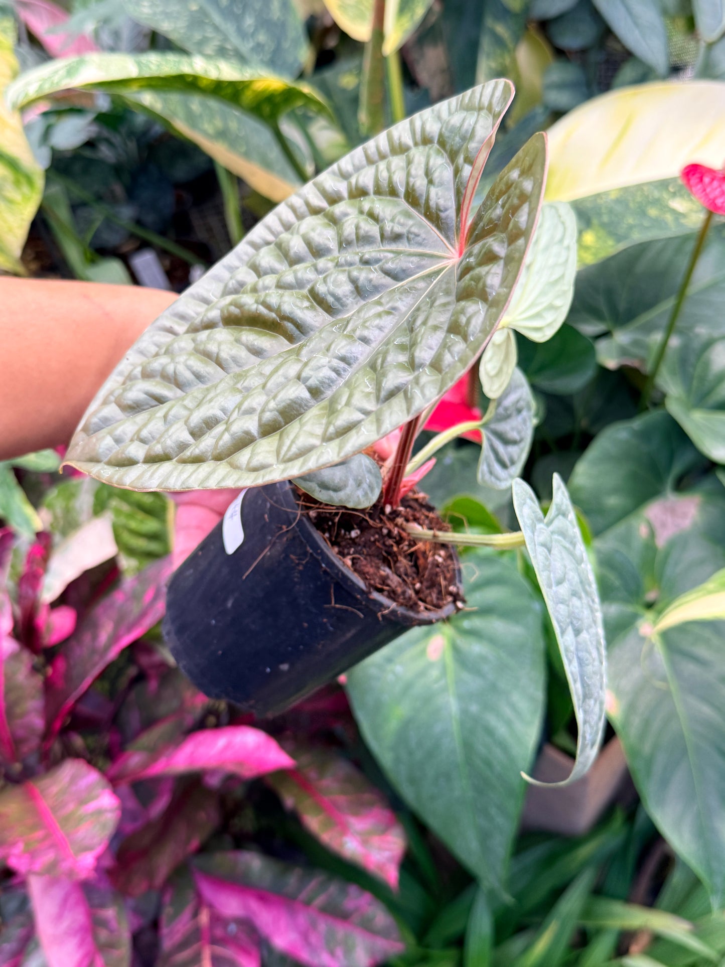 Anthurium Luxurian M44