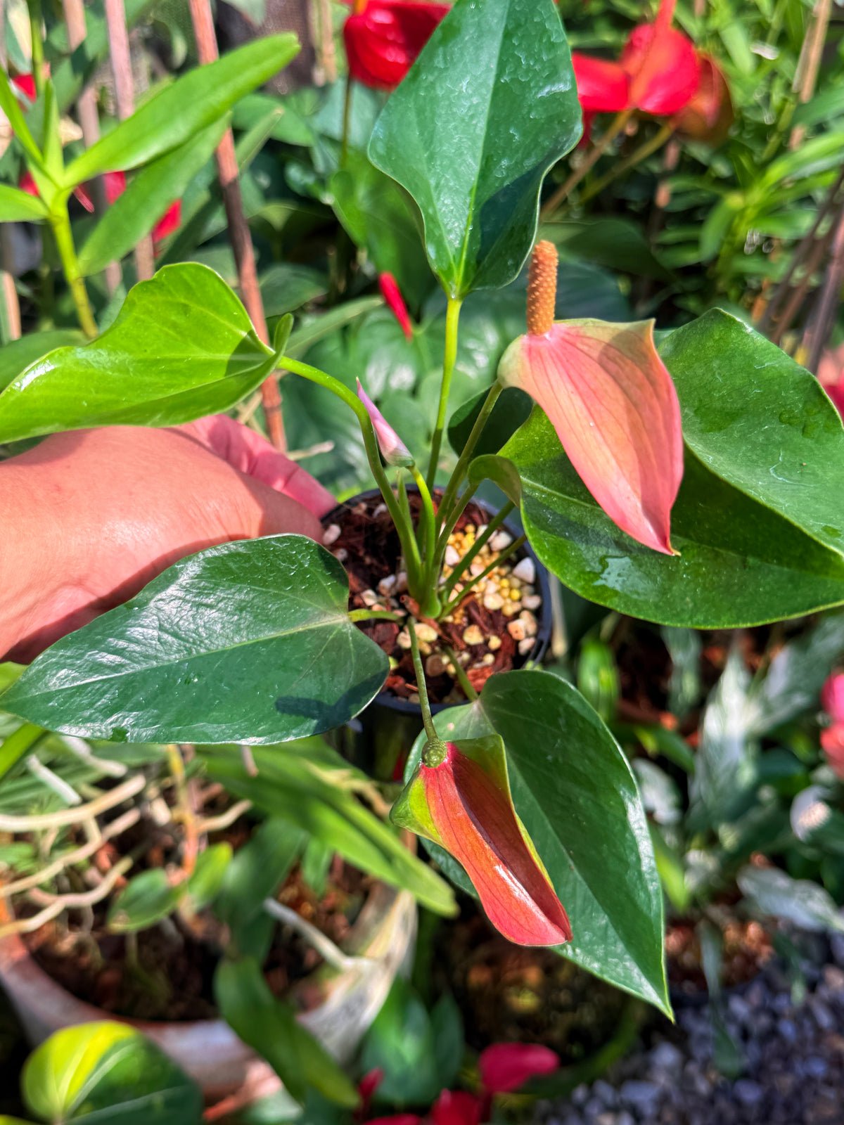 Anthurium 'Jolie' W1