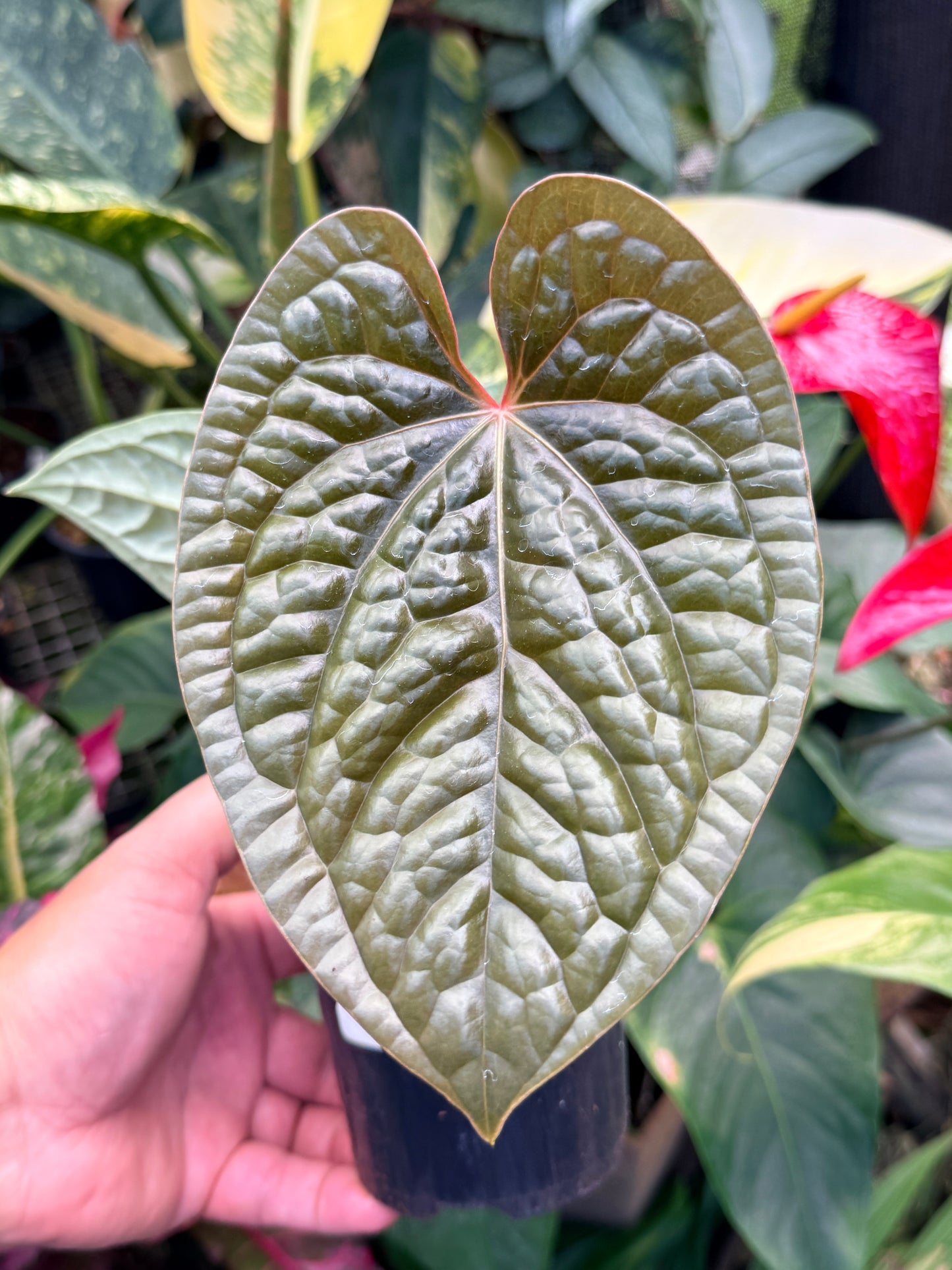 Anthurium Luxurian M44