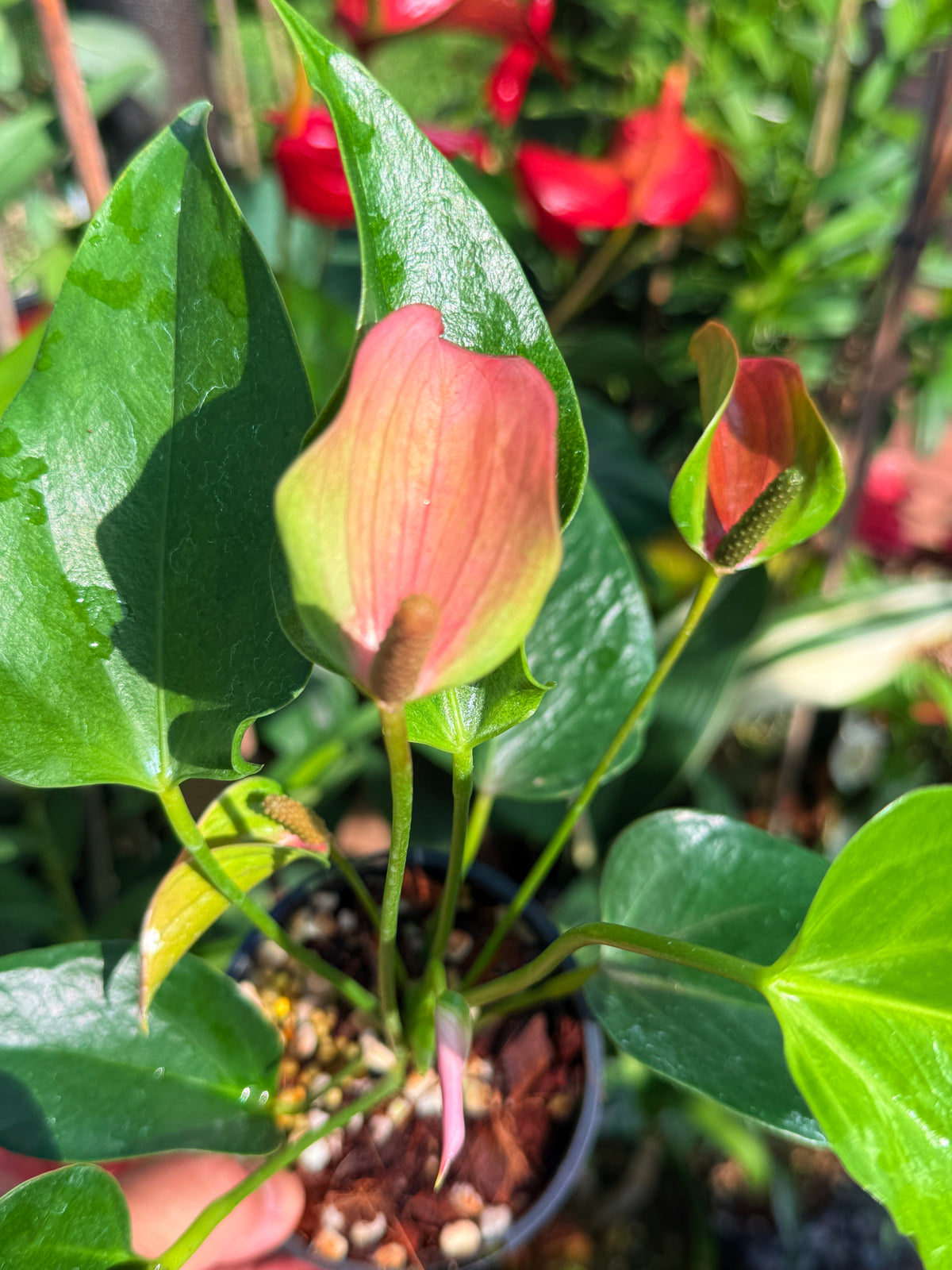 Anthurium 'Jolie' W1