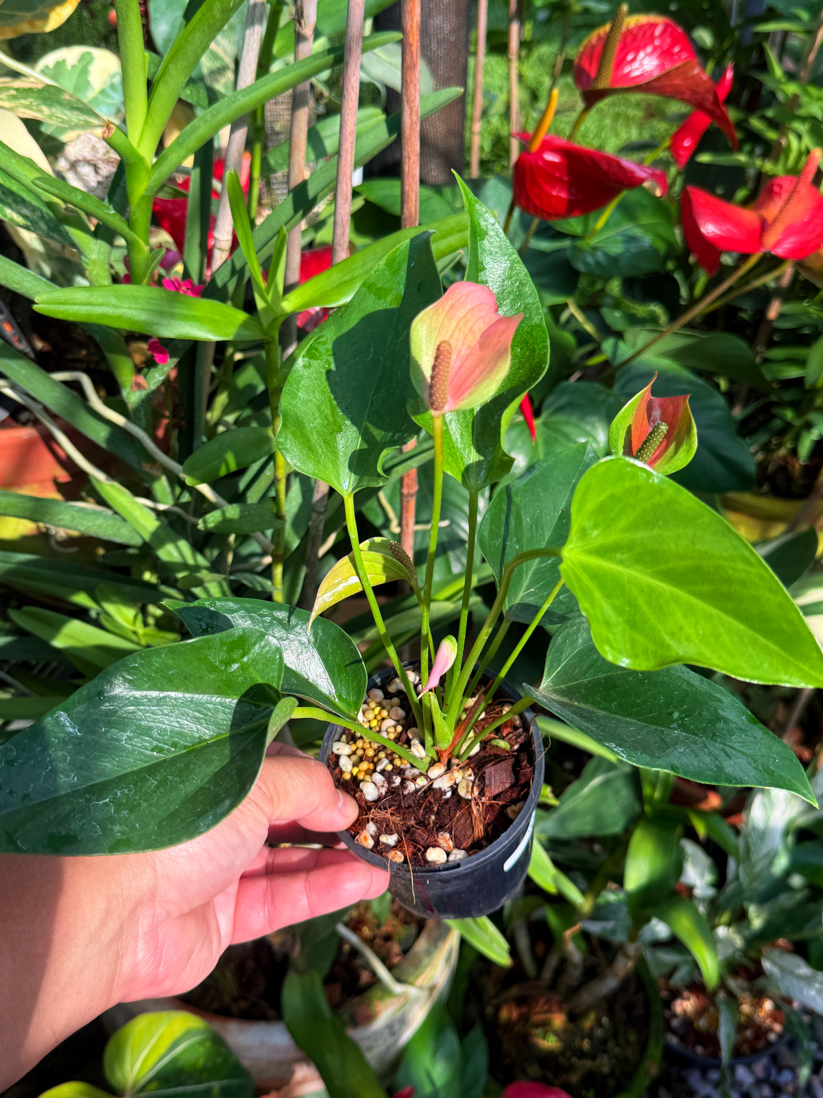 Anthurium 'Jolie' W1