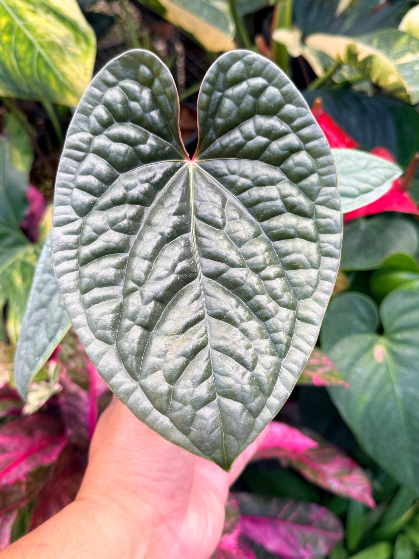 Anthurium Luxurian M45