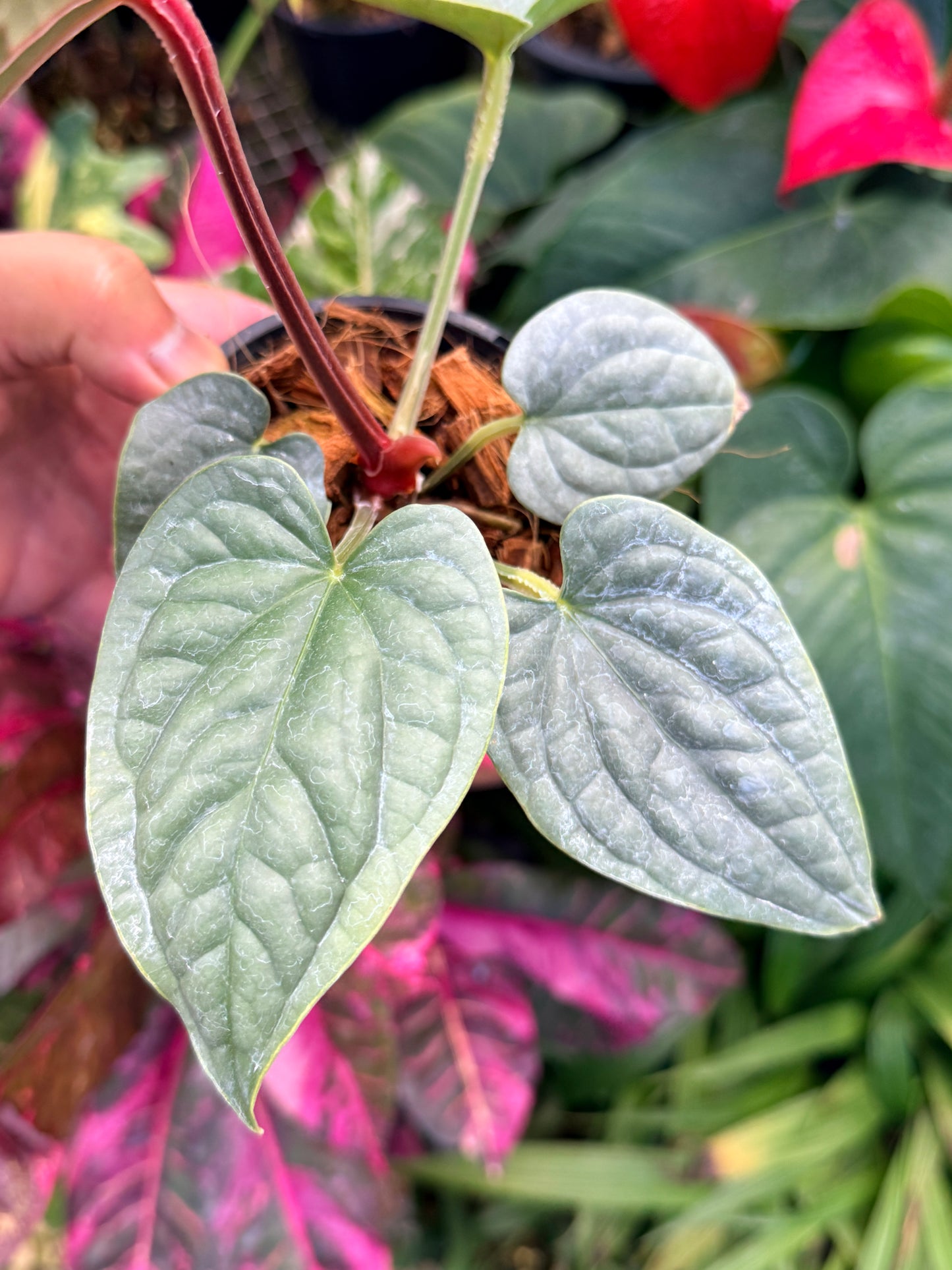 Anthurium Luxurian M45