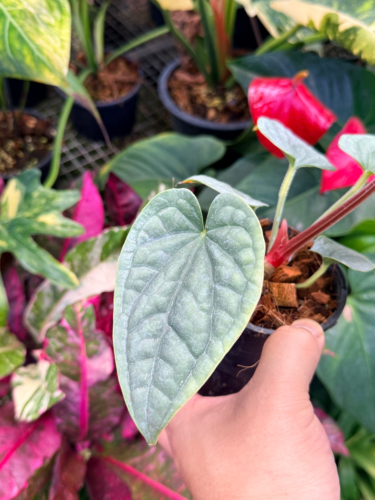 Anthurium Luxurian M45