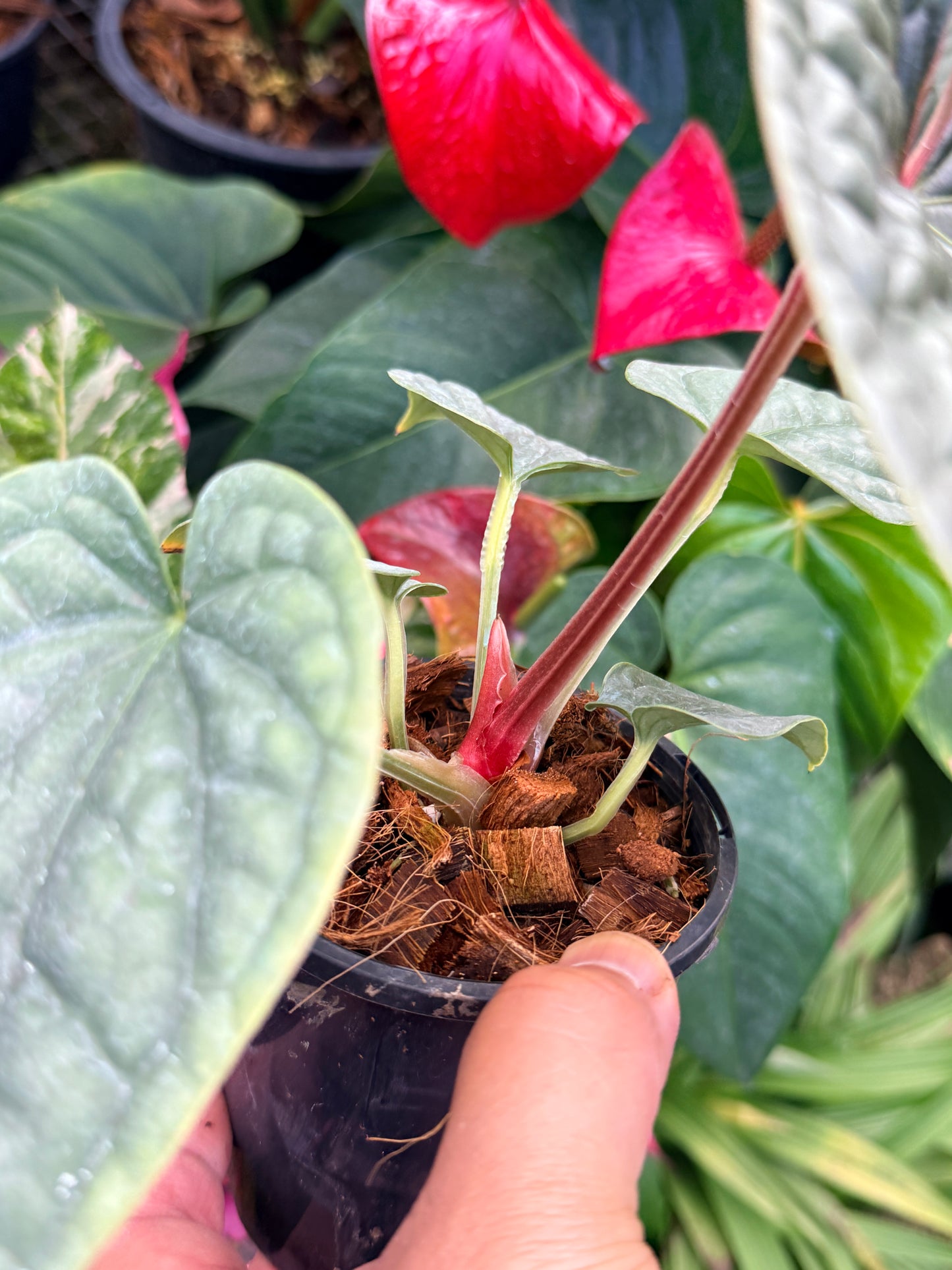 Anthurium Luxurian M45