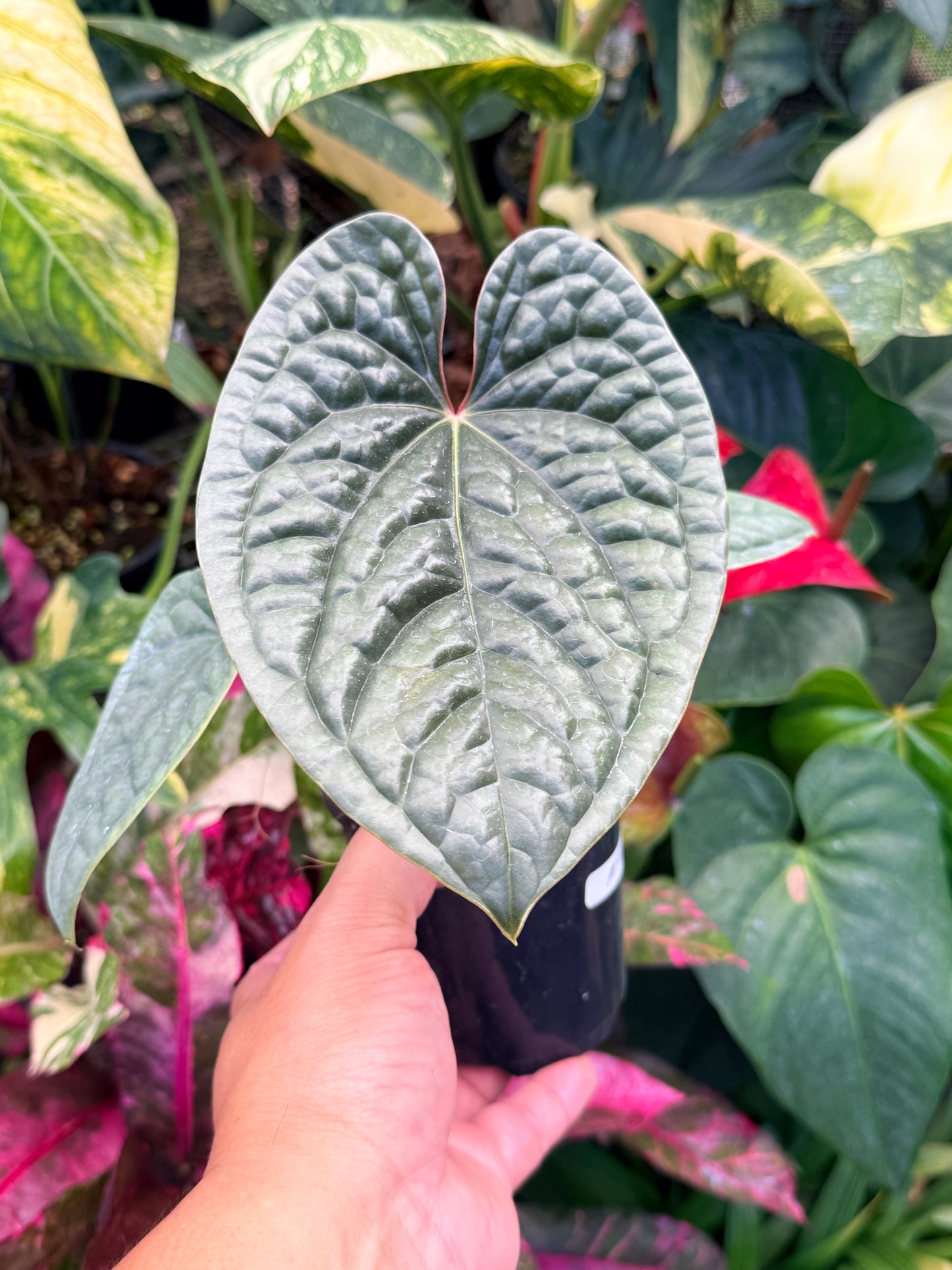 Anthurium Luxurian M45