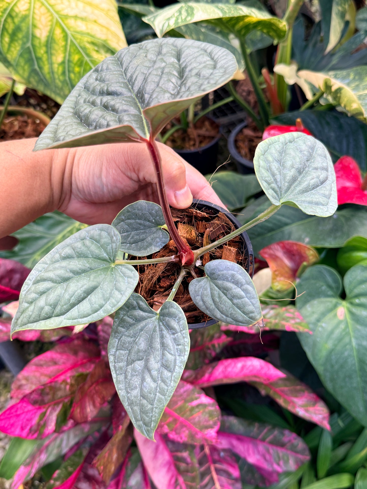 Anthurium Luxurian M45