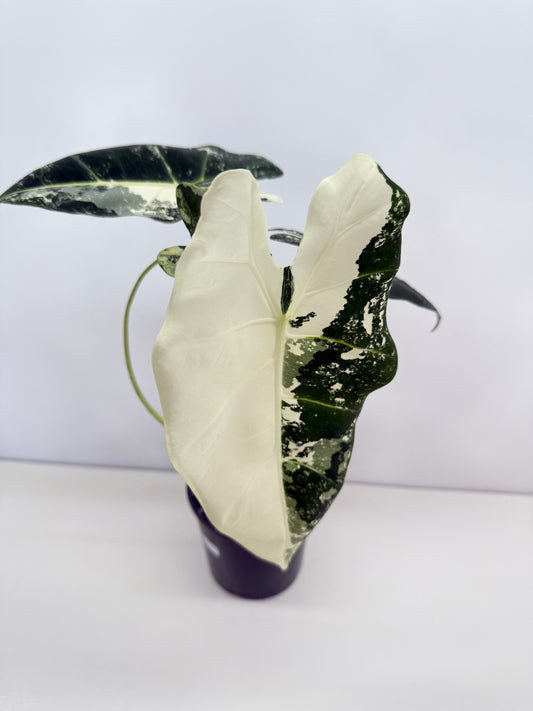 Alocasia Frydek Variegata C24