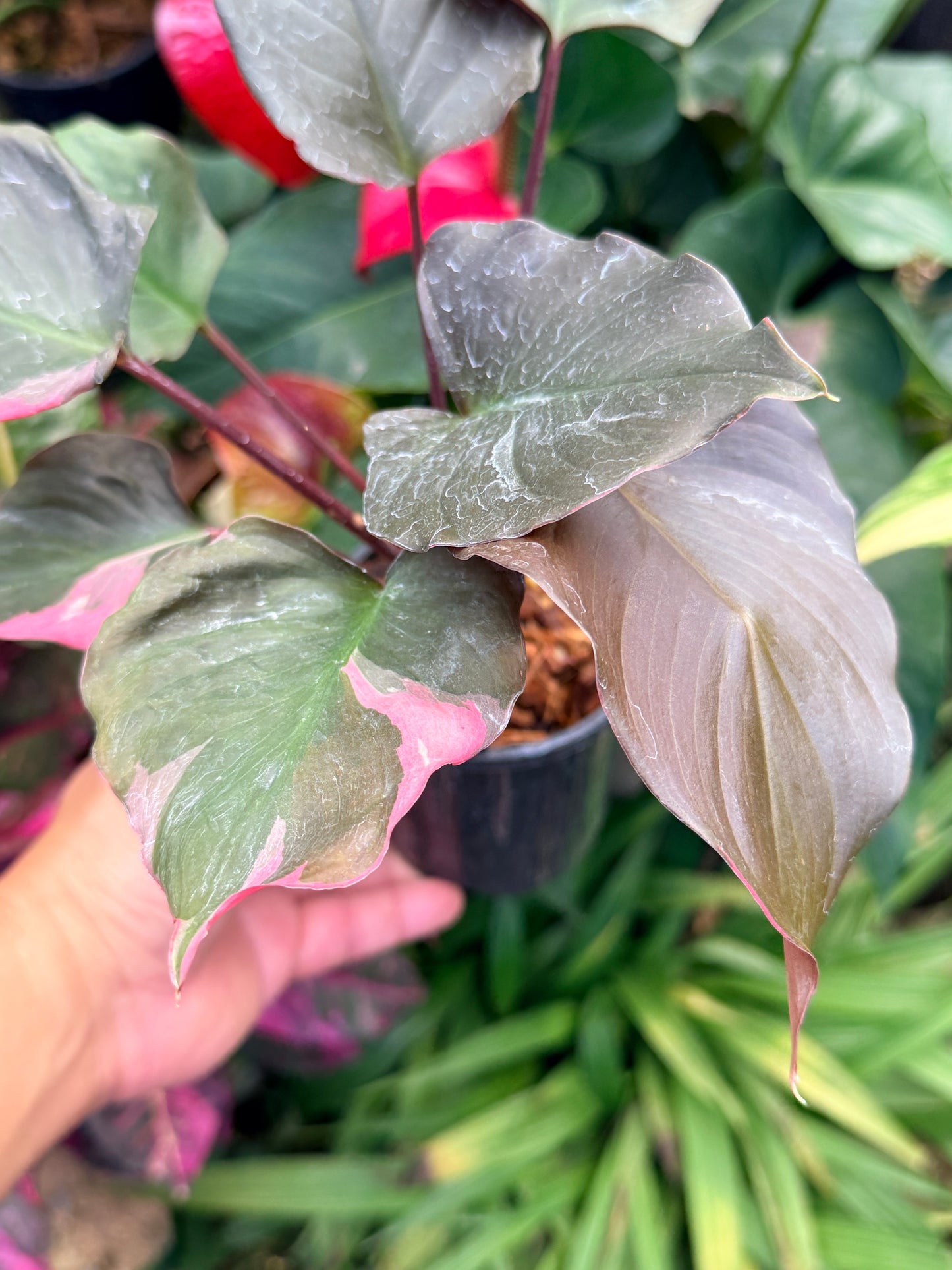 Homalomena rubescens Flaming Red Variegata M52