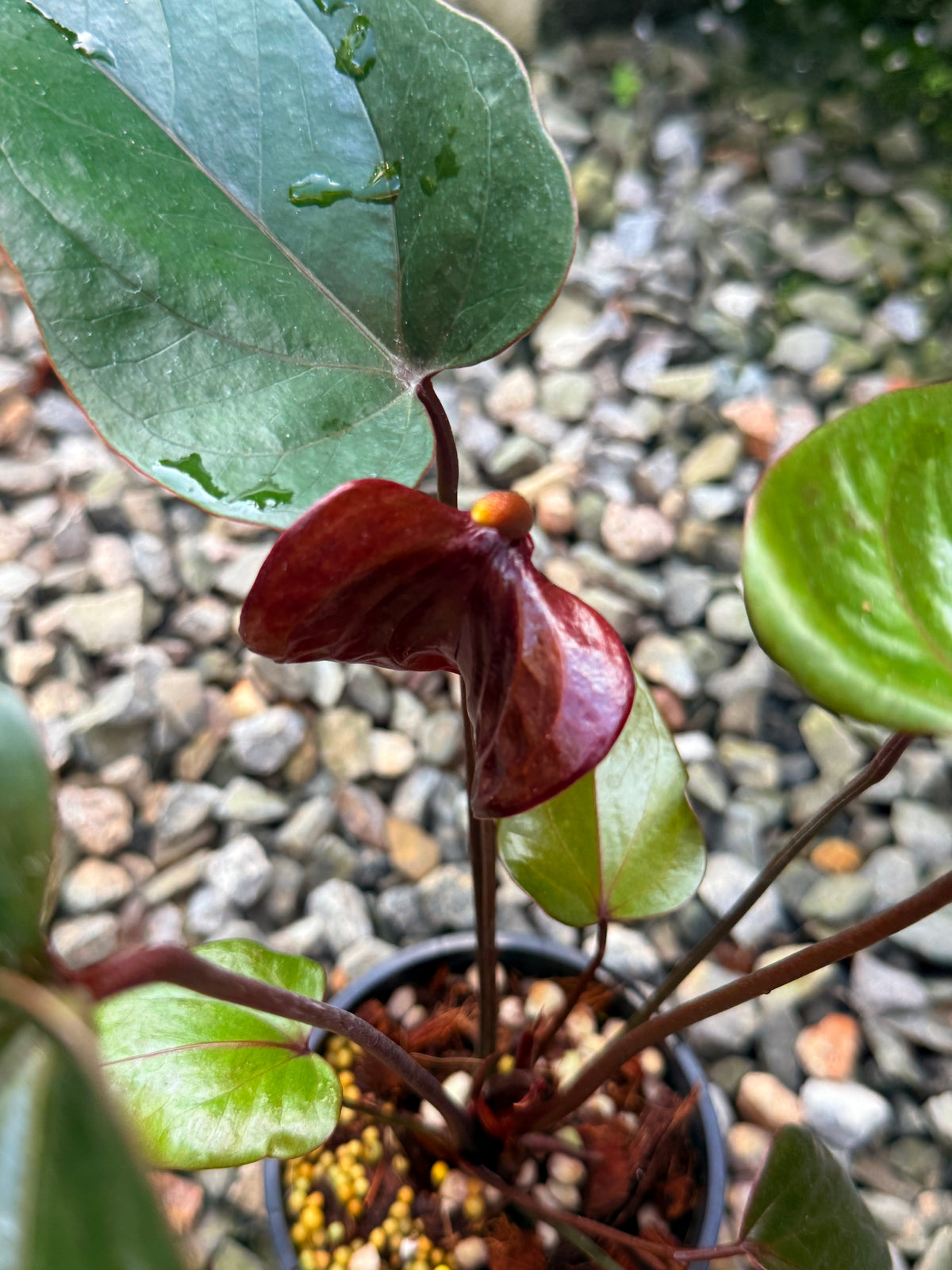 Anthurium 'Sempre' V76