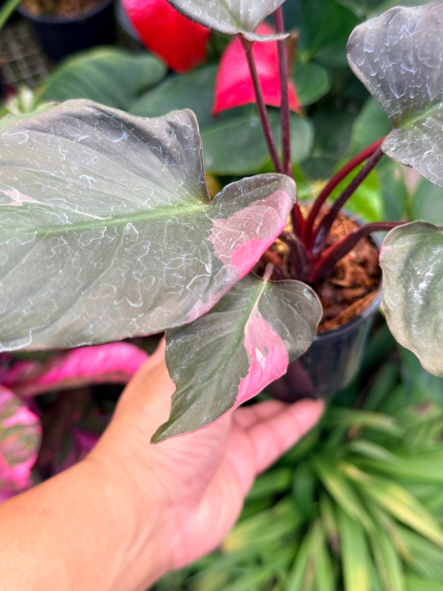 Homalomena rubescens Flaming Red Variegata M52