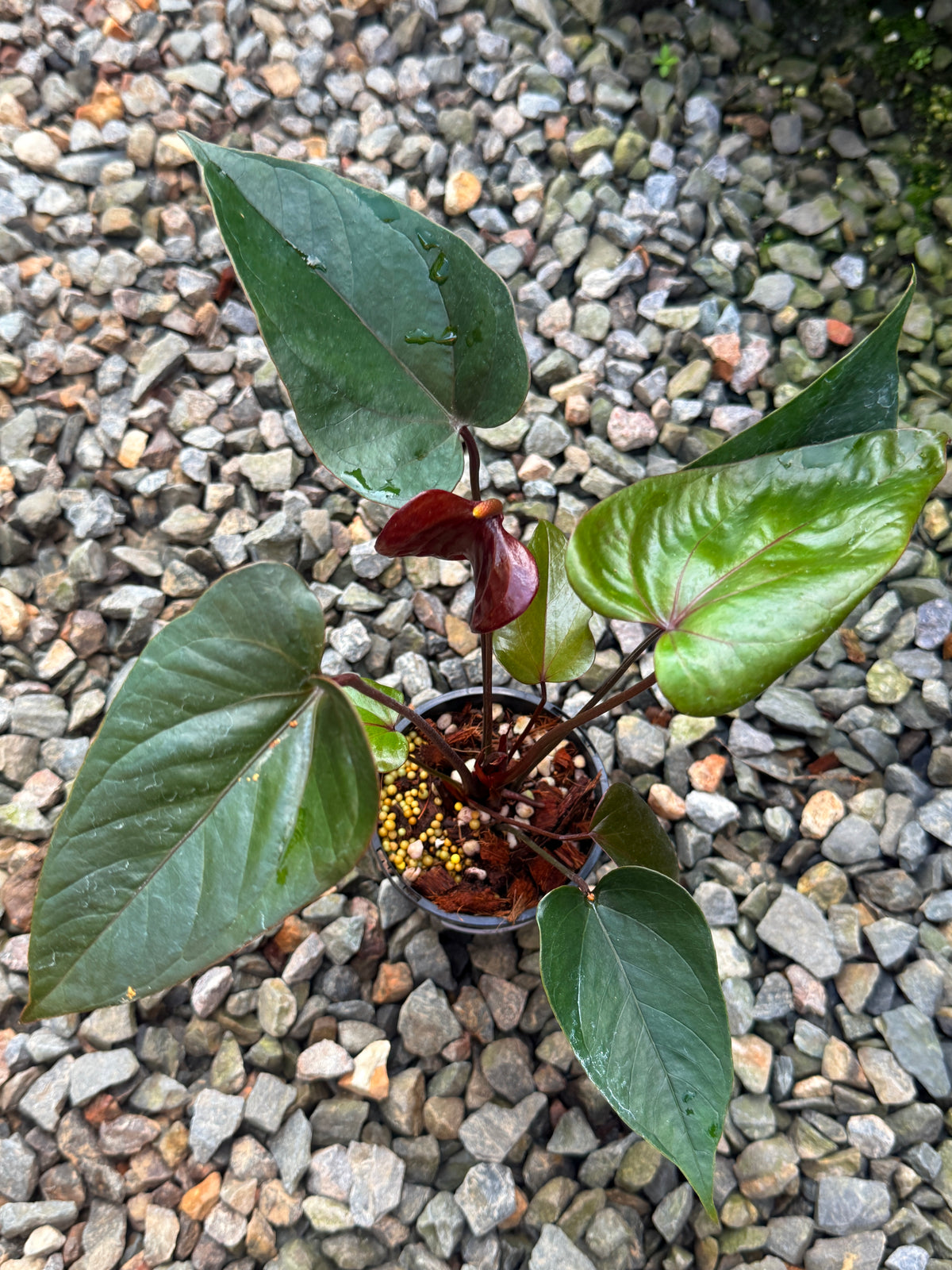 Anthurium 'Sempre' V76