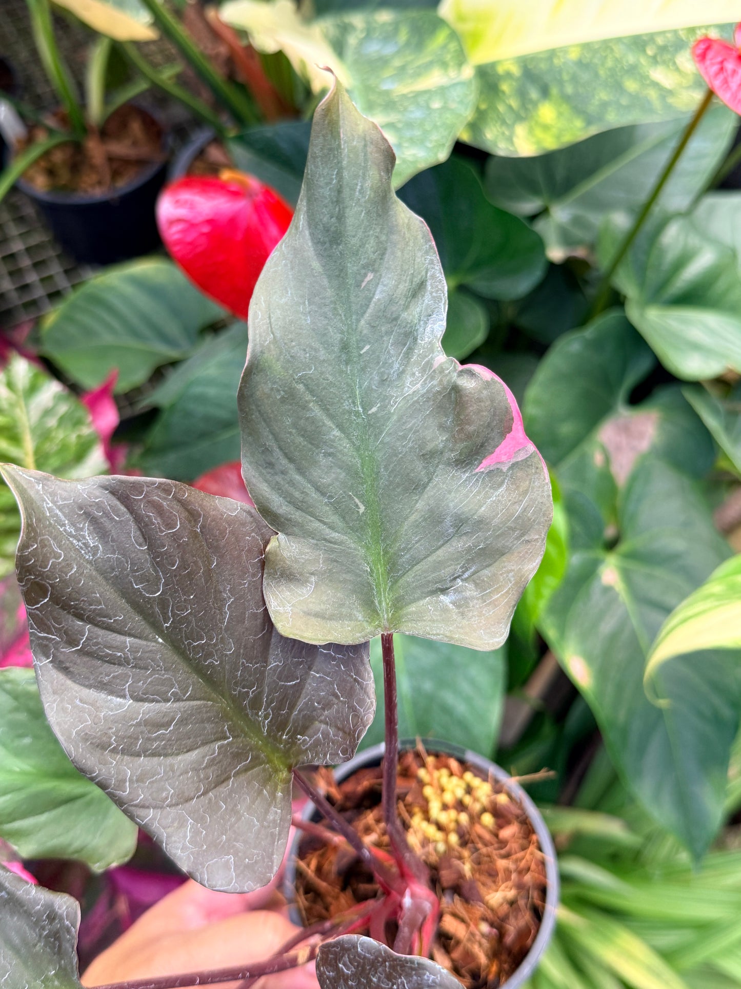 Homalomena rubescens Flaming Red Variegata M52
