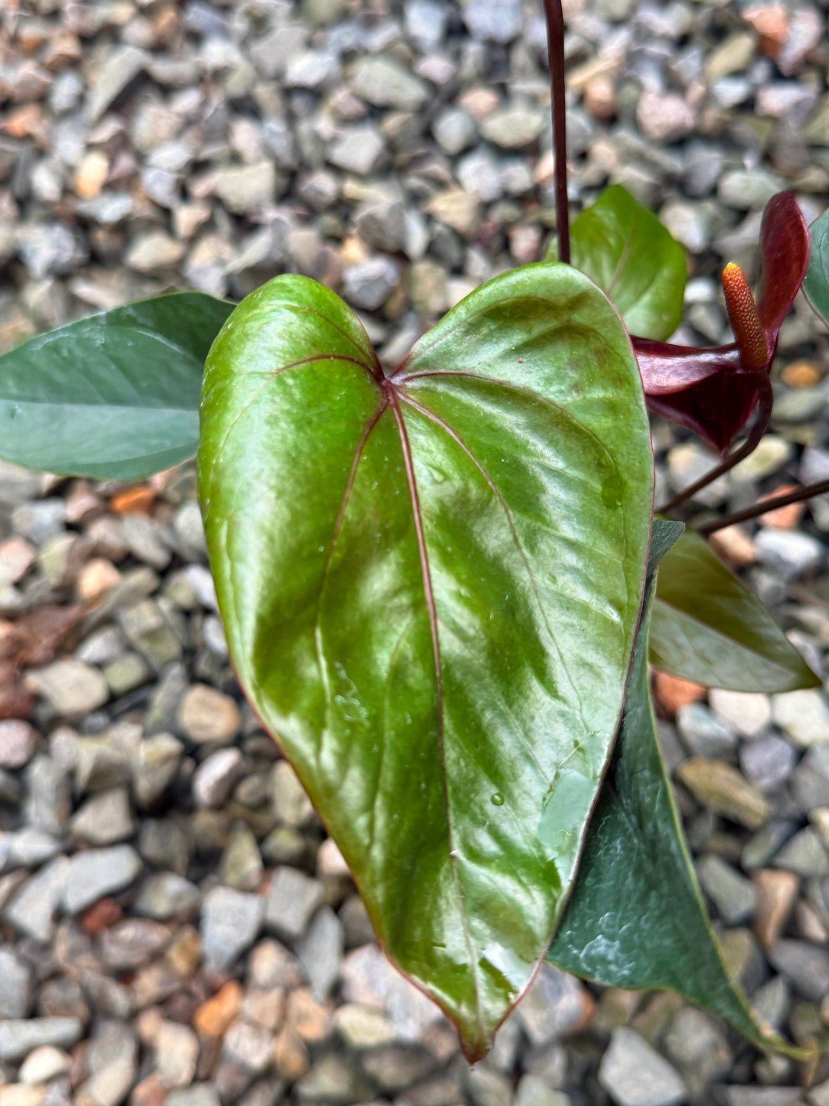 Anthurium 'Sempre' V76