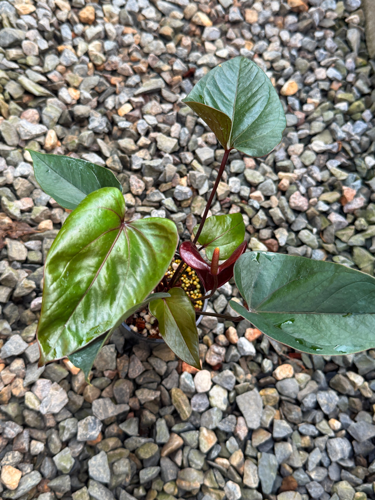Anthurium 'Sempre' V76