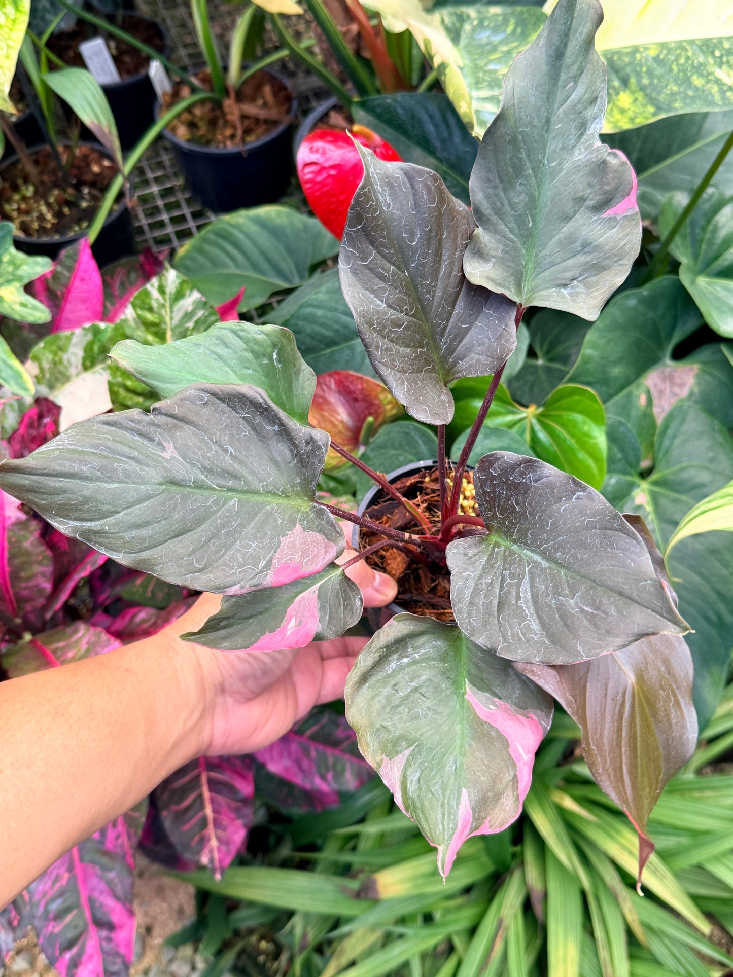 Homalomena rubescens Flaming Red Variegata M52