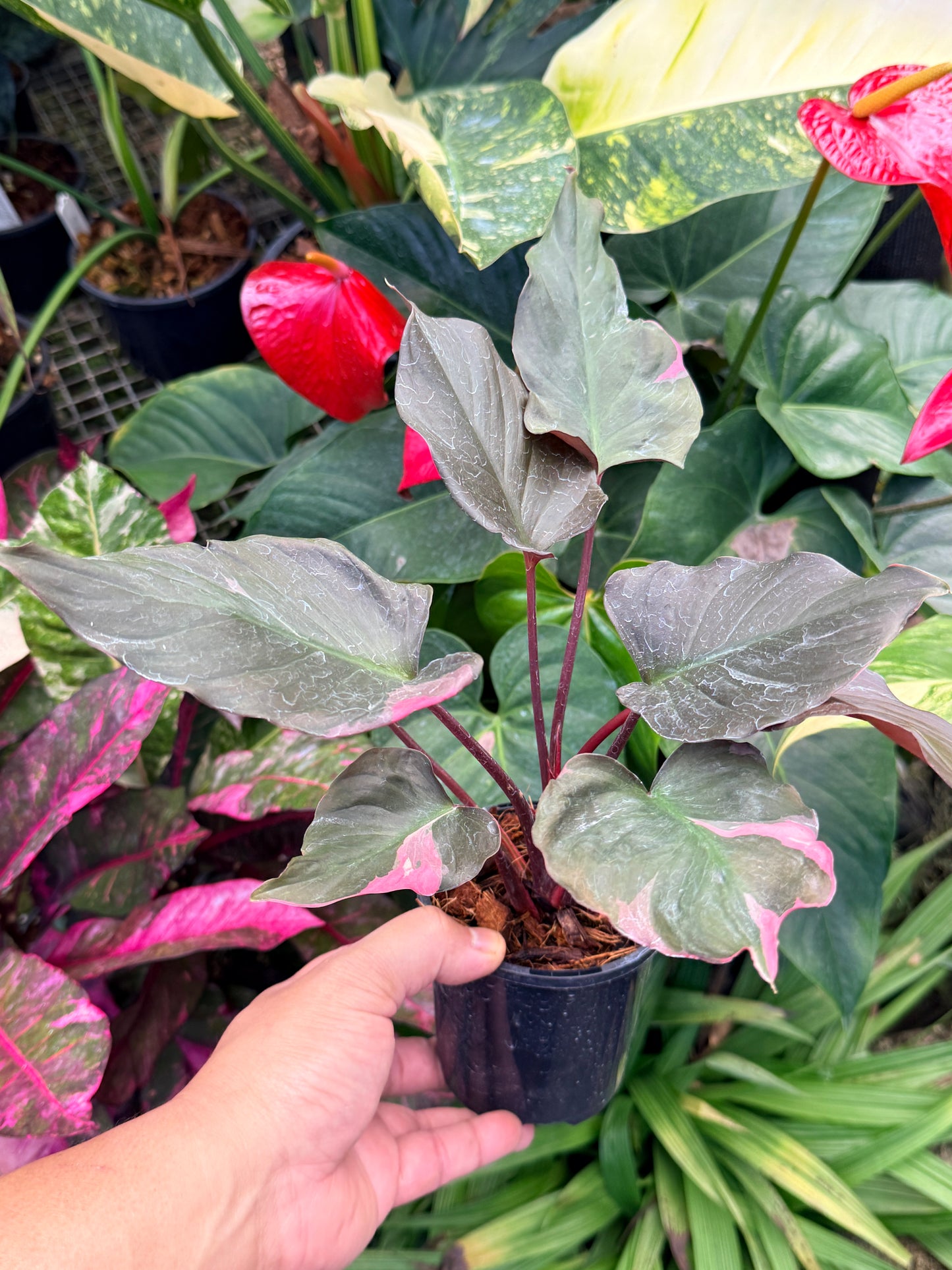 Homalomena rubescens Flaming Red Variegata M52