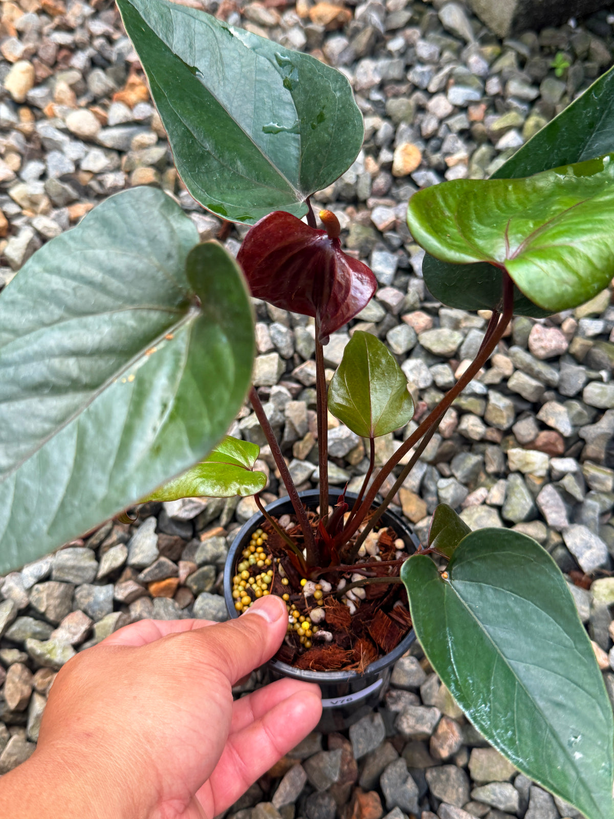Anthurium 'Sempre' V76