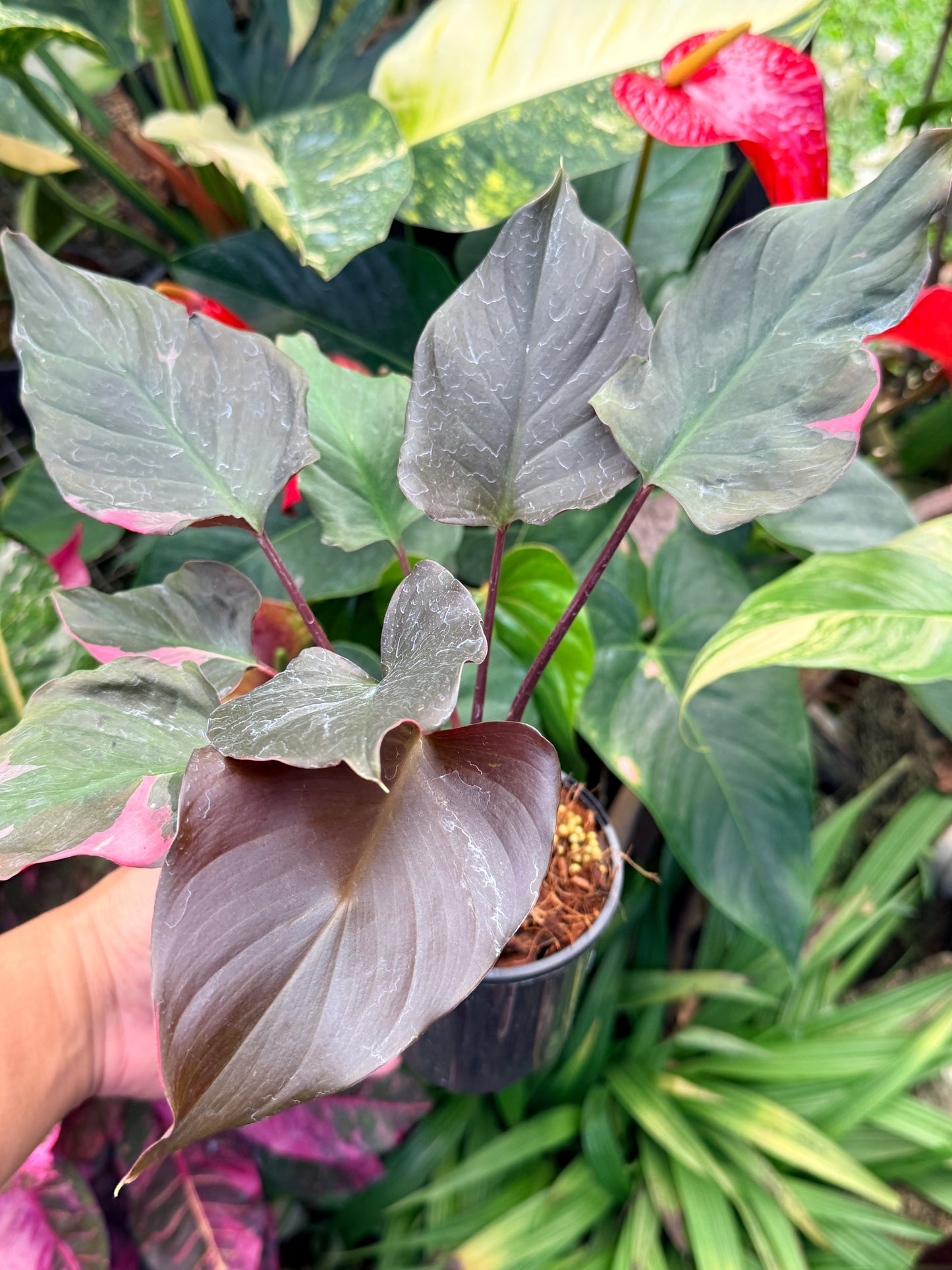 Homalomena rubescens Flaming Red Variegata M52