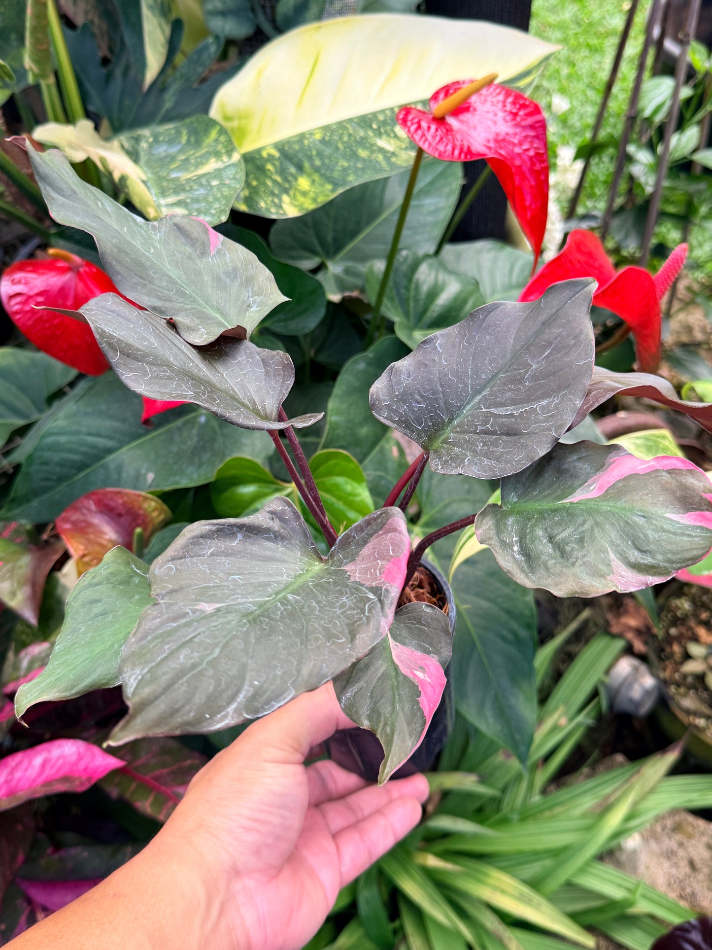 Homalomena rubescens Flaming Red Variegata M52